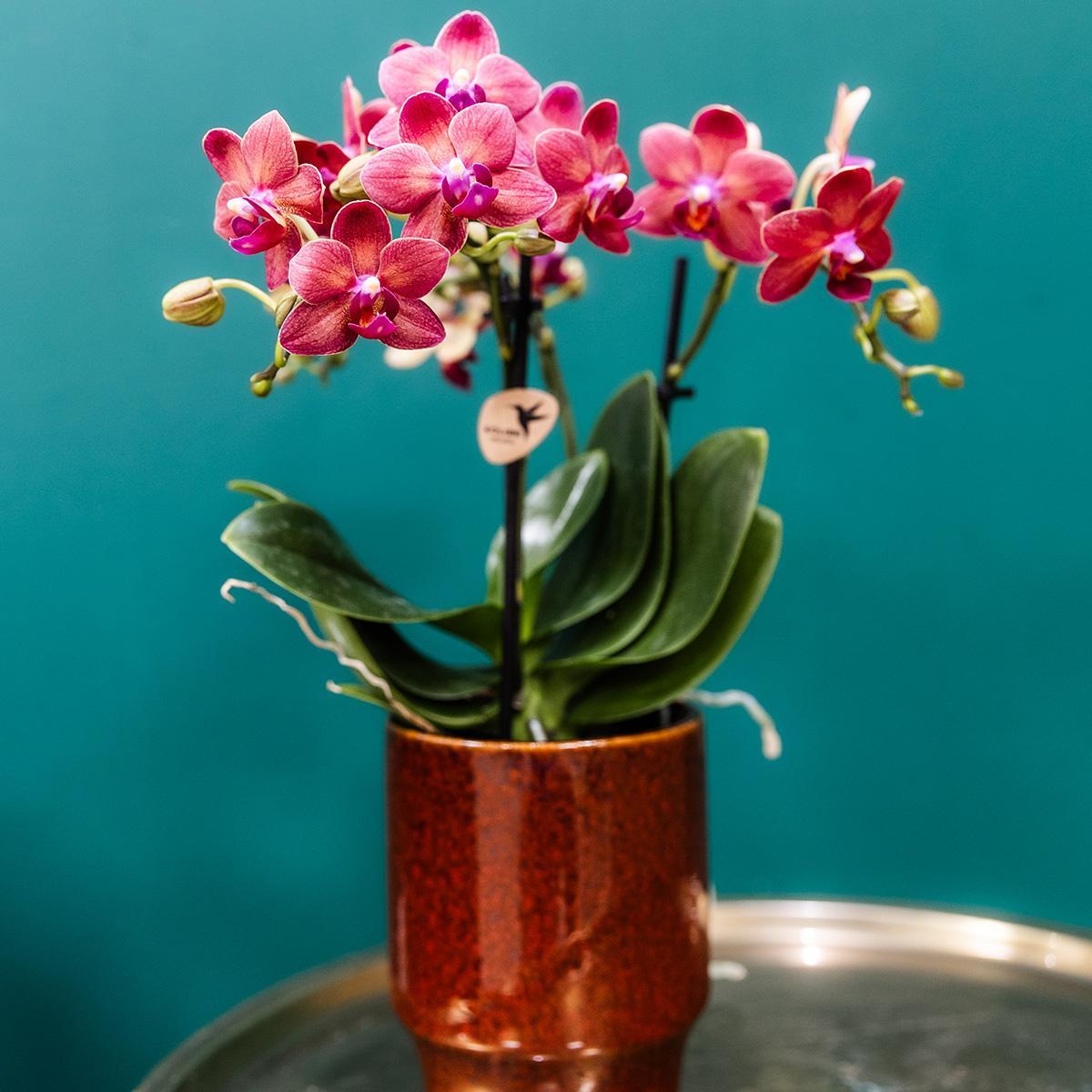 Orchidee rote Phalaenopsis- Congo + Classy red- Topfgröße Ø9cm | blühende Zimmerpflanze - frisch vom Züchter