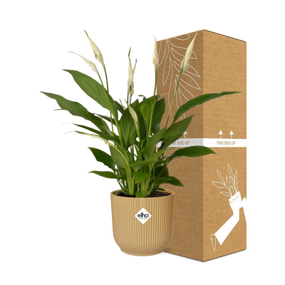 Friedenslilie - Spathiphyllum 12 Cm Torelli  in ELHO Vibes Fold 14cm geel Topf gelb