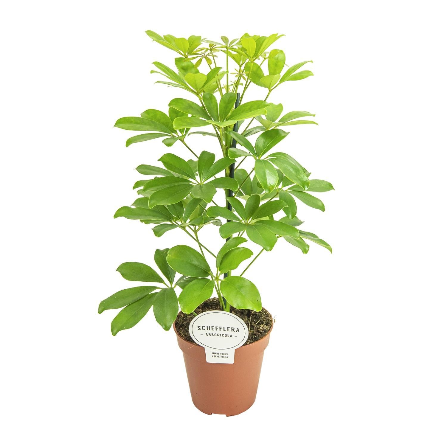 Schefflera Nora - Ø13cm - ↕45cm