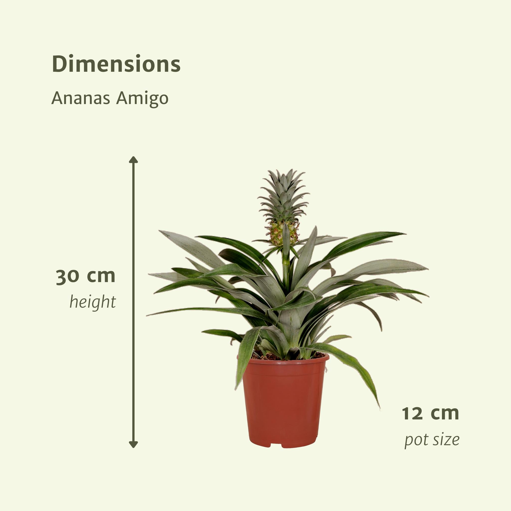 Ananaspflanze Bromelia - 2 Stücke - Ø12cm - ↕30cm