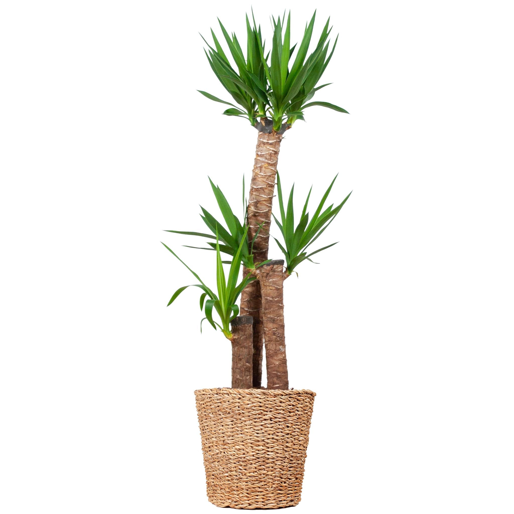 Yucca XL mit Korb Torun - 125cm - Ø24