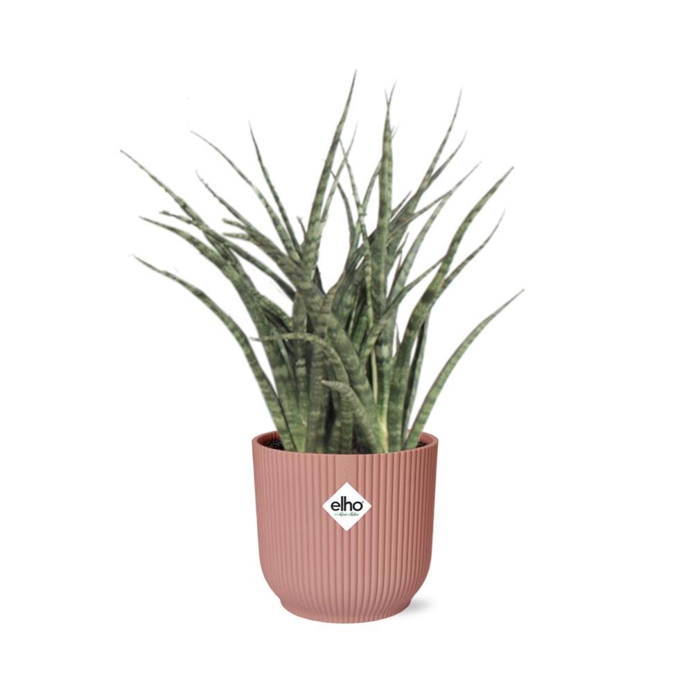 Sansevieria Fernwood Punk in ELHO Vibes Fold 14 cm rosa