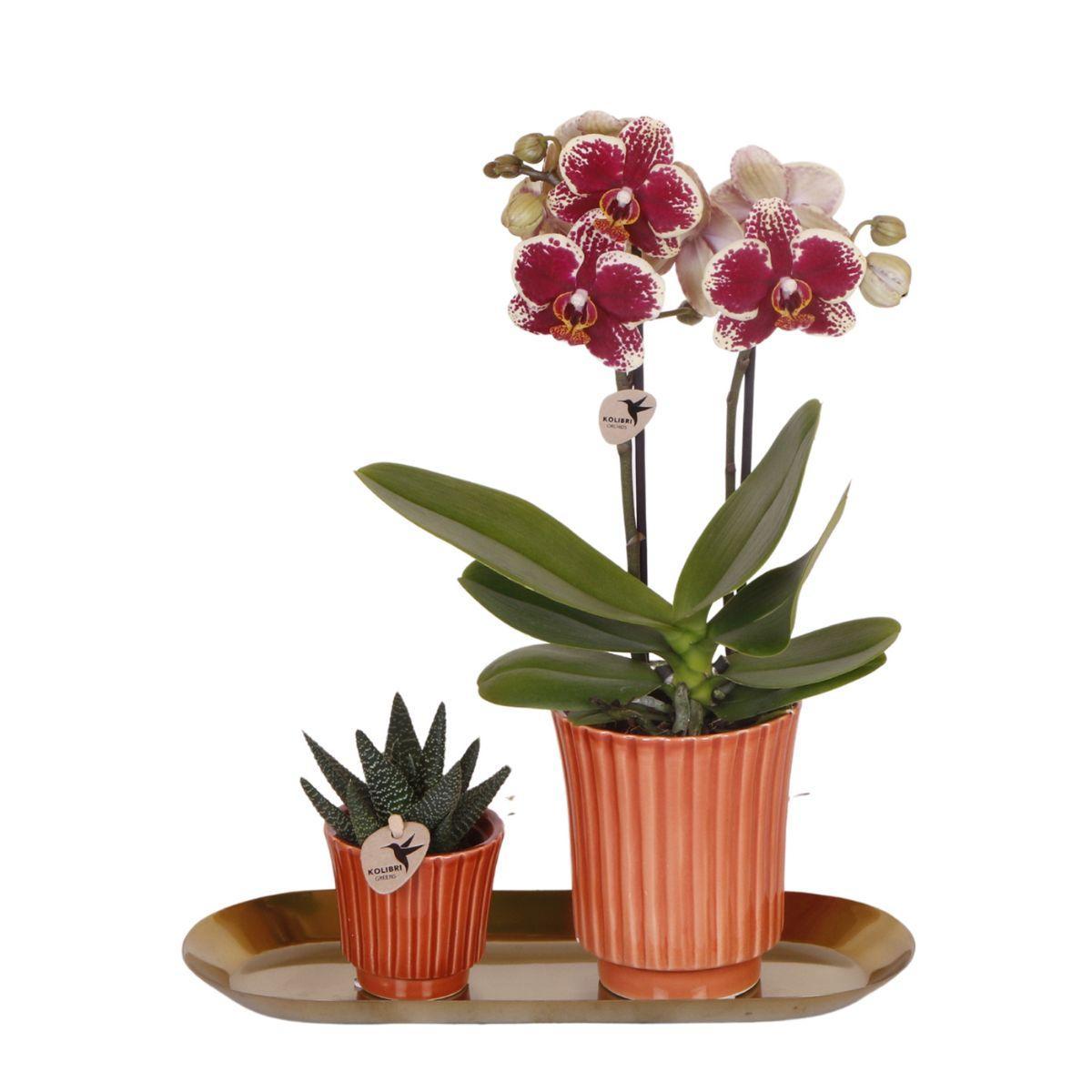 Orchidee - Set aus gelber roter Orchidee und Rhipsalis auf Goldtablett