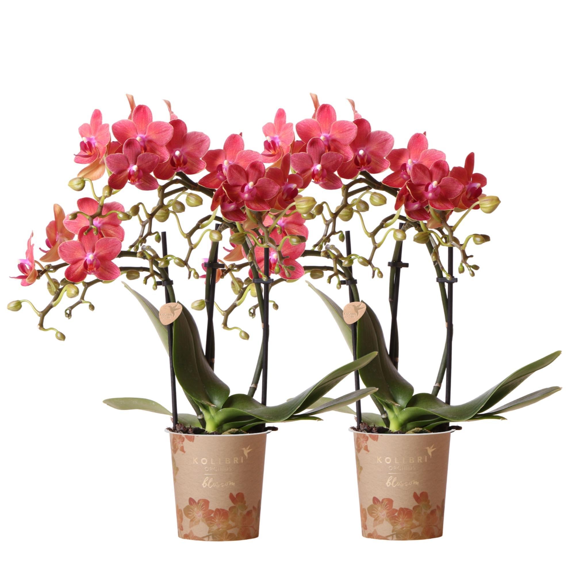 OrchideeCOMBI DEAL von 2 roten Phalaenopsis Orchideen - Kongo - Topfgröße Ø9cm blühende Zimmerpflanze - frisch vom Züchter