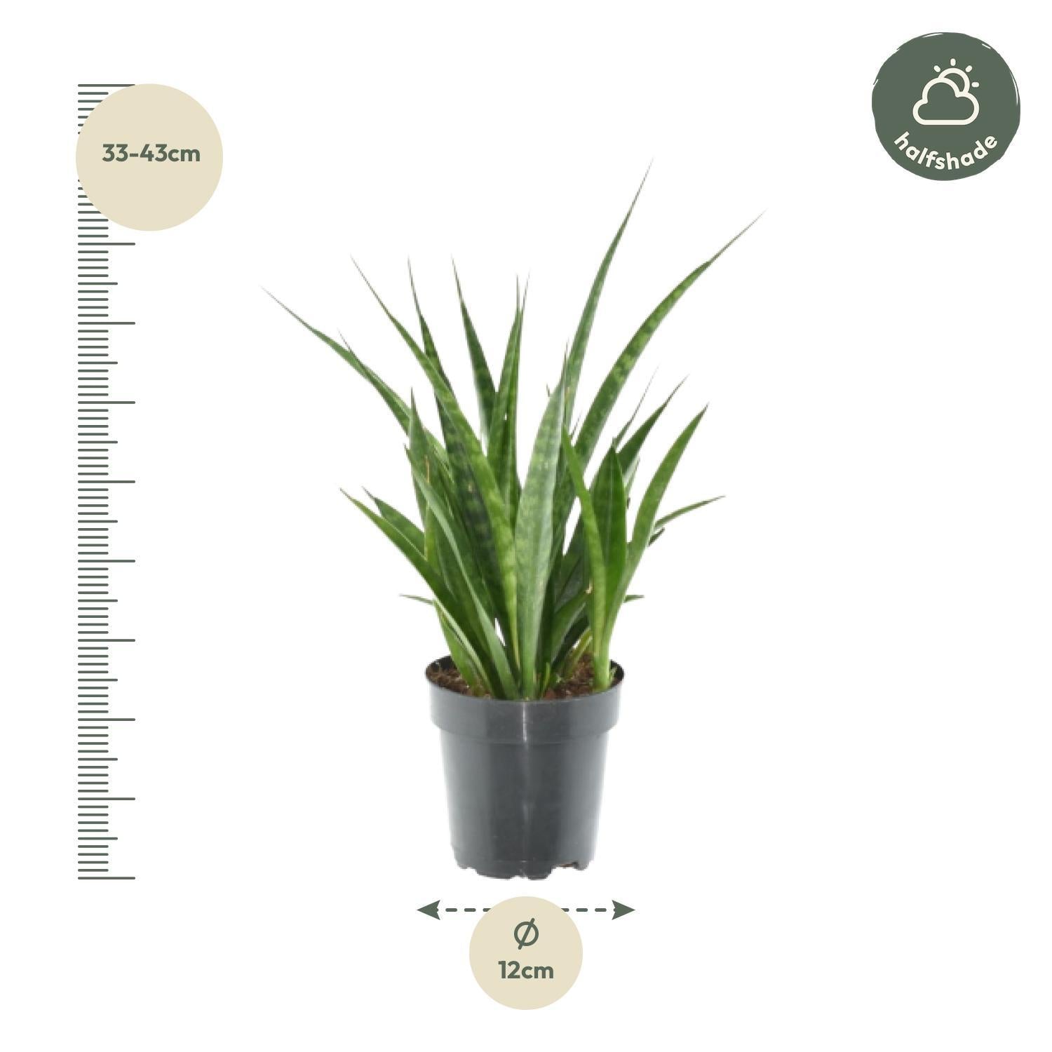 Sansevieria Kirkii - 38 cm - ø12 3 Stück