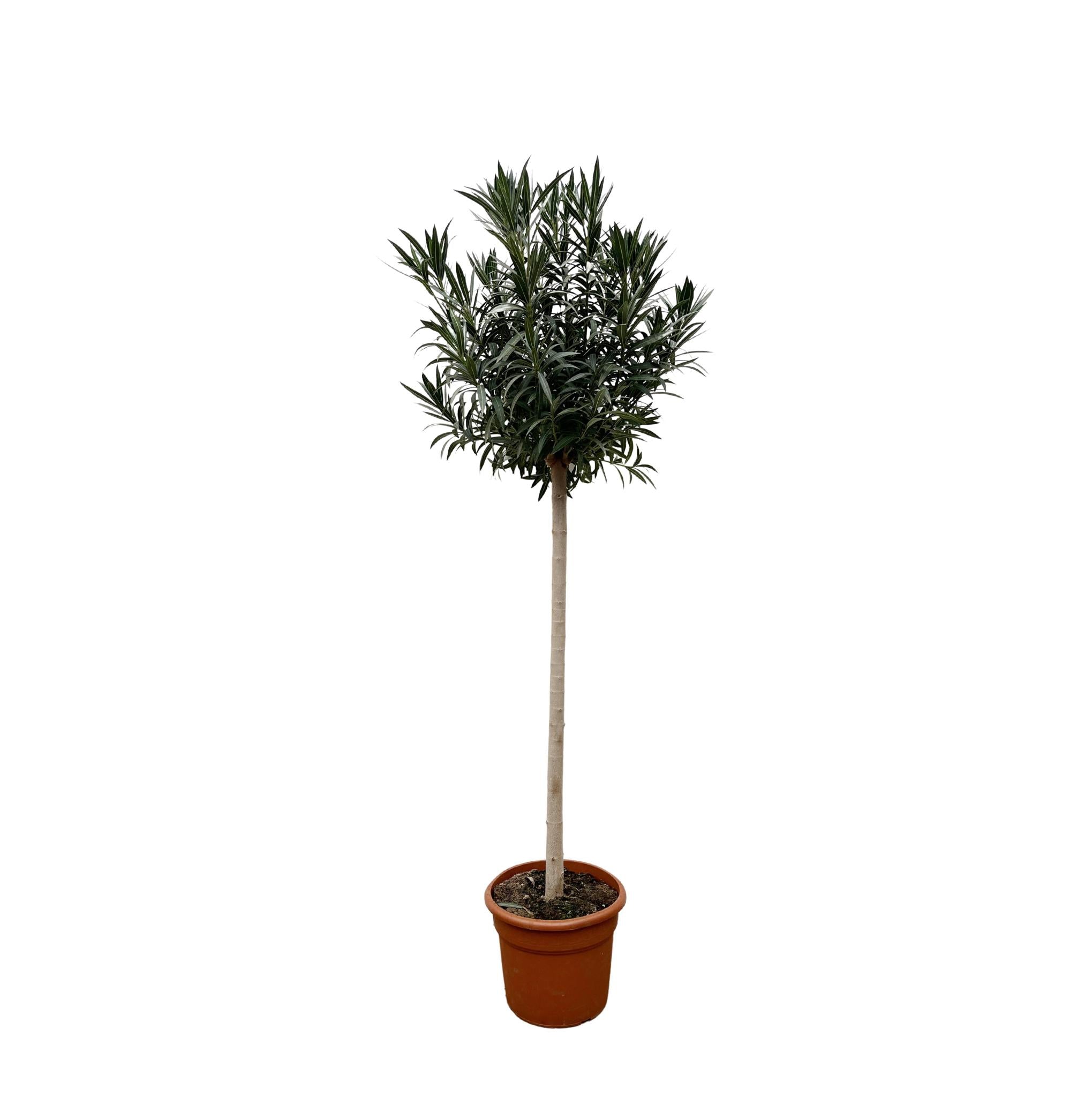 Nerium Oleander auf Stiel mit roten Blüten – 170 cm – Ø40