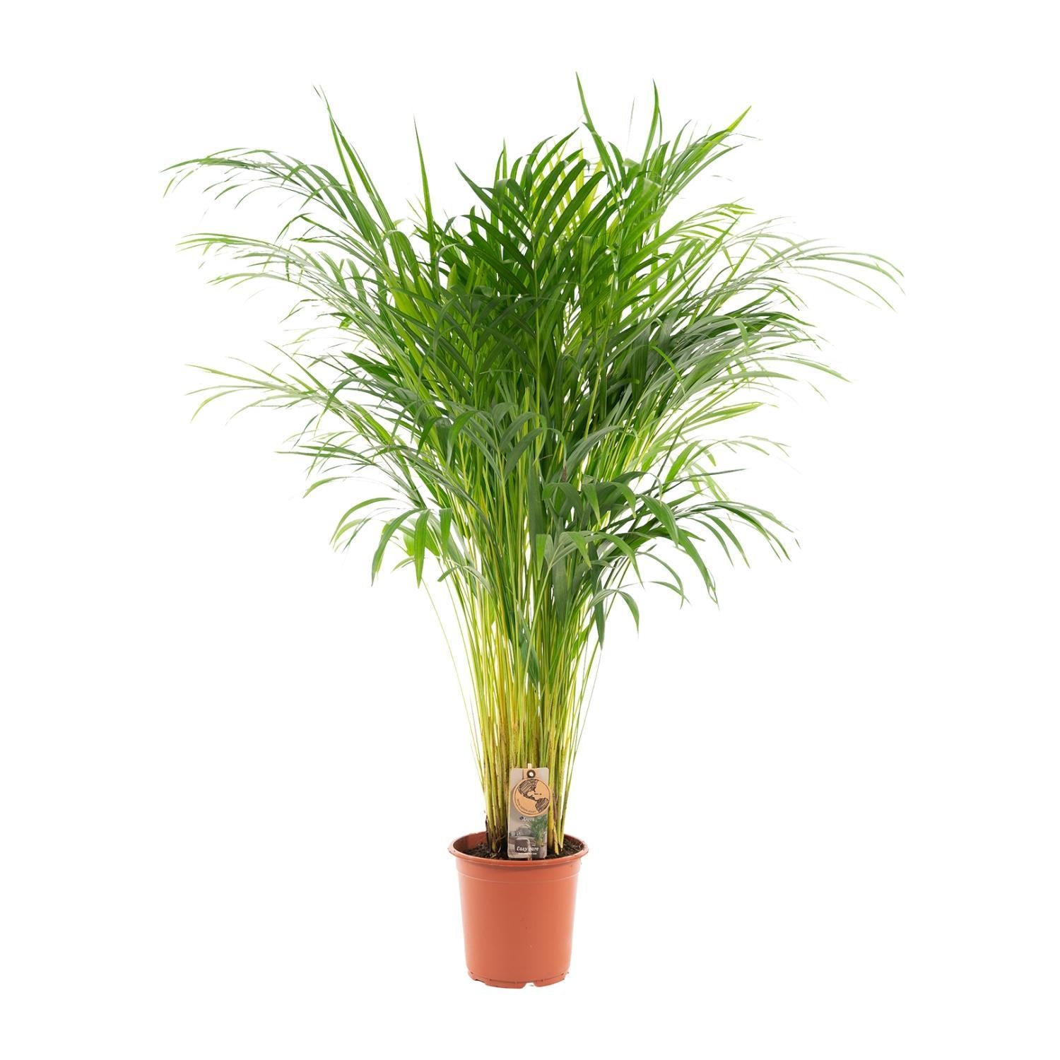 Arecapalm - Ø21cm - ↕110cm