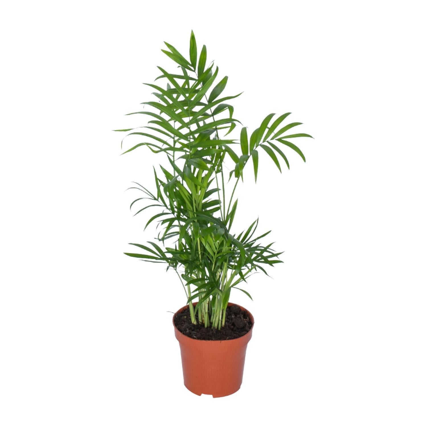 Mexikanische Bergpalme - Chamaedorea Elegans - Ø12cm - ↕50cm