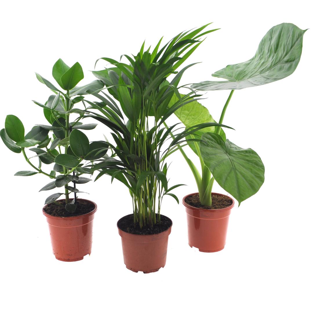 Intenz Planten Mix - 3 Stücke - Ø17cm - ↕50cm