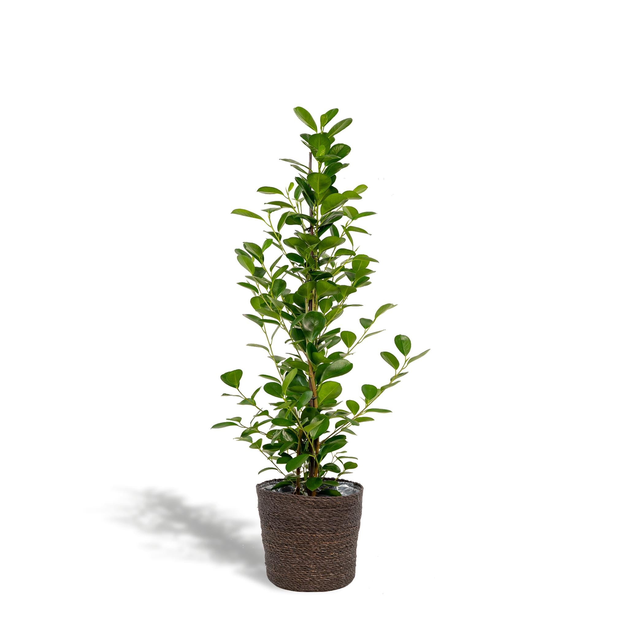 Lorbeerfeige Ficus microcarpa Moclame - Ø21cm - ↕95cm + Korb Igmar