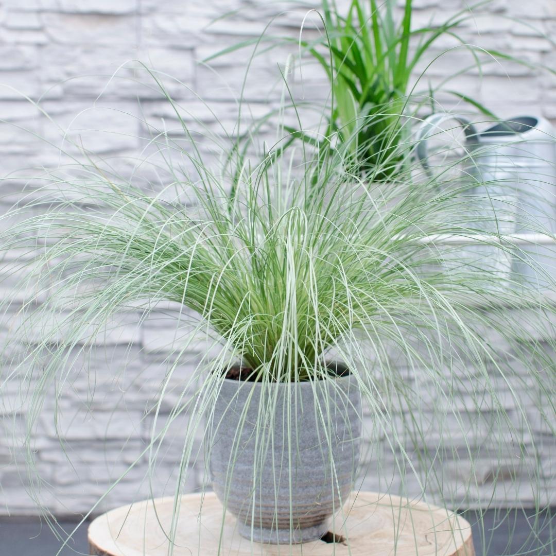 Ziergras - Carex comans 'Frosted Curls' - Ø 14 cm - ↨ 25 cm    3 Stück