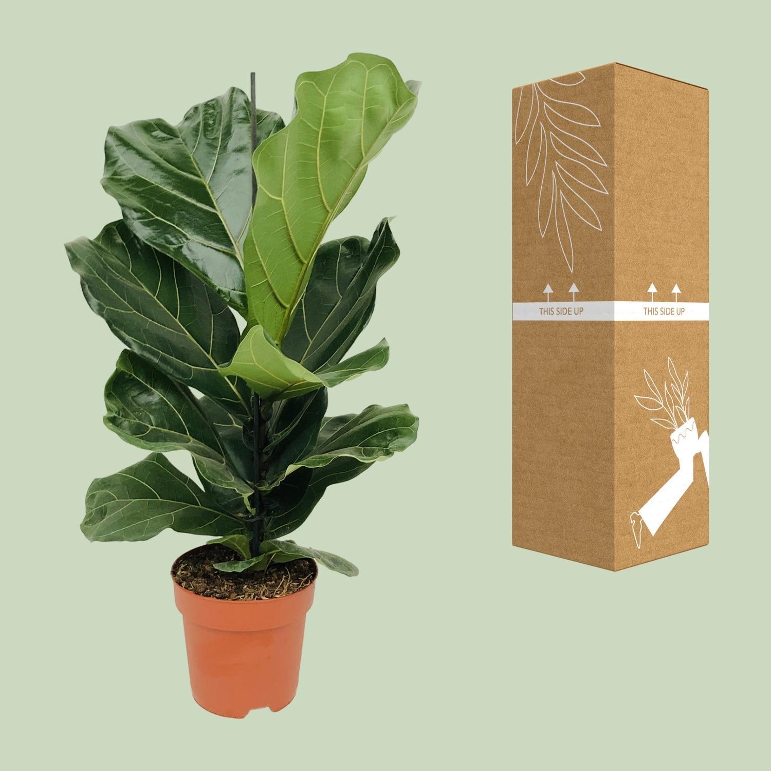 Geigenfeige - Ficus Lyrata - Ø17cm - ↕75cm