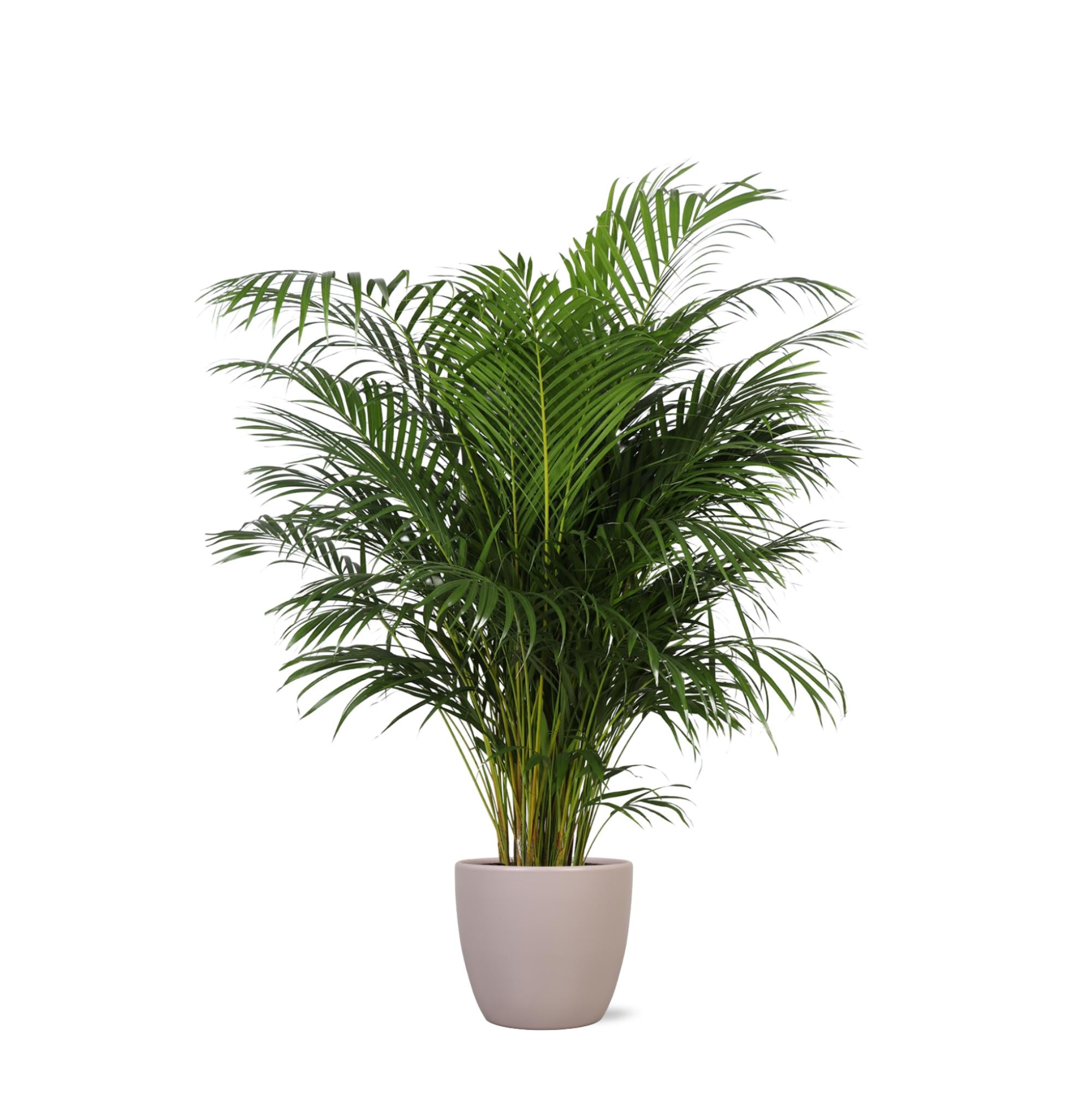 Arecapalme Dypsis Lutescens  Ø27cm ↕160cm in Boule TAUBE Topf