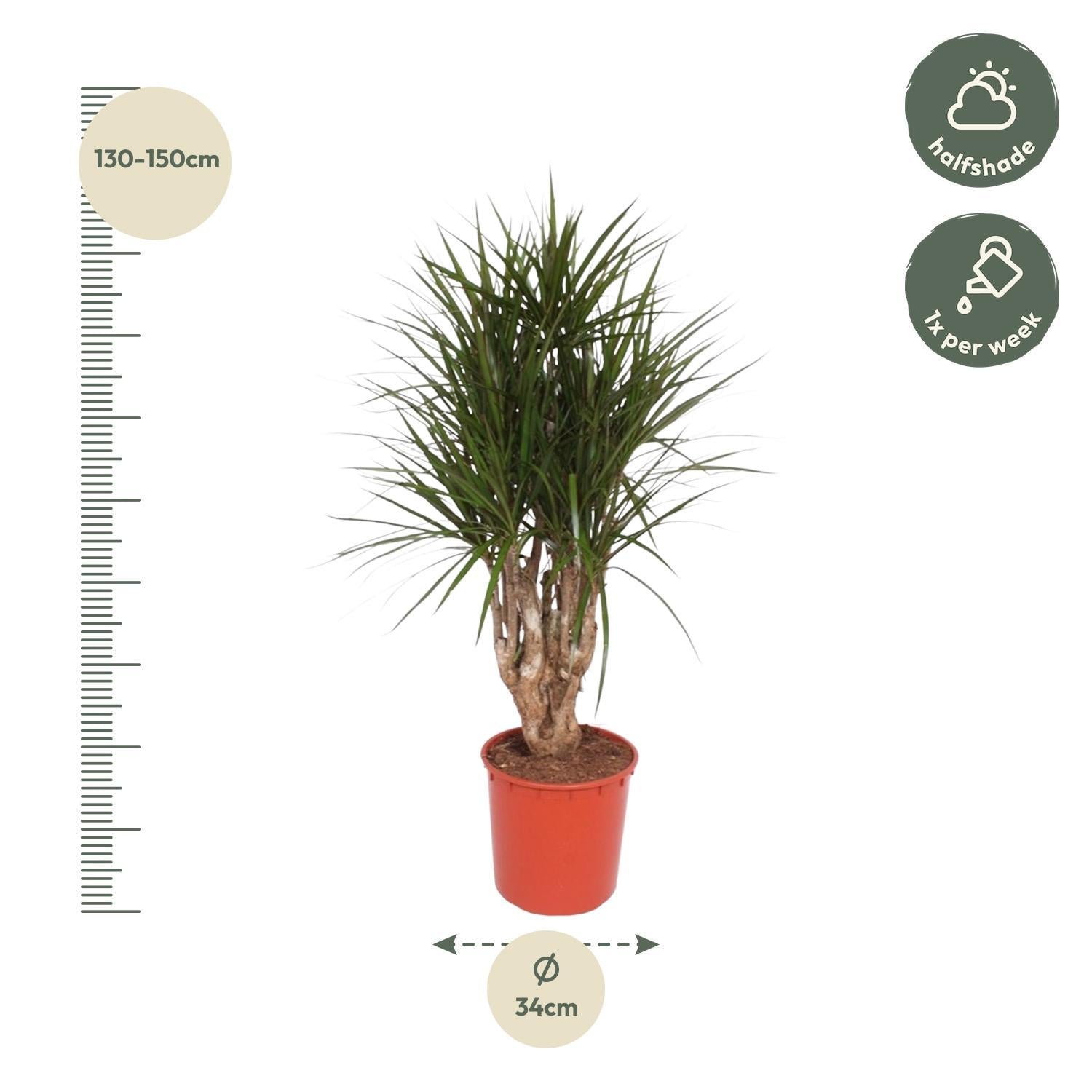 Drachenbaum Marginata - Dracaena Marginata verzweigt- 140 cm - ø34