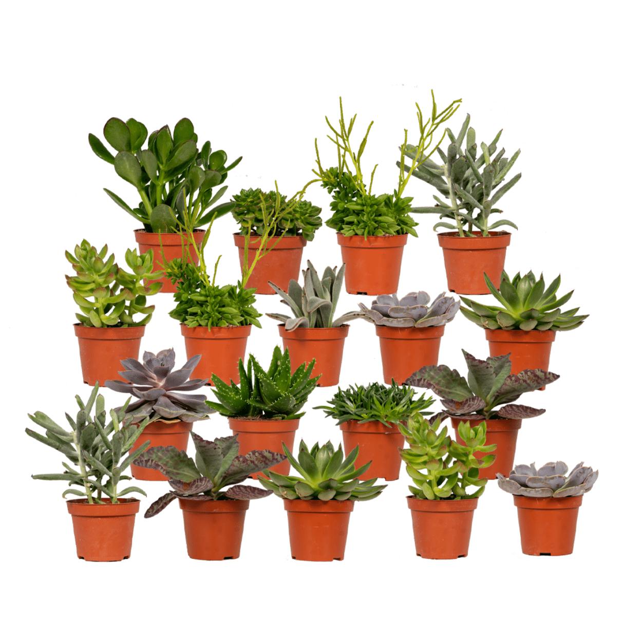 Succulentenmix - 18 stuks - Ø8,5cm - ↕10 cm