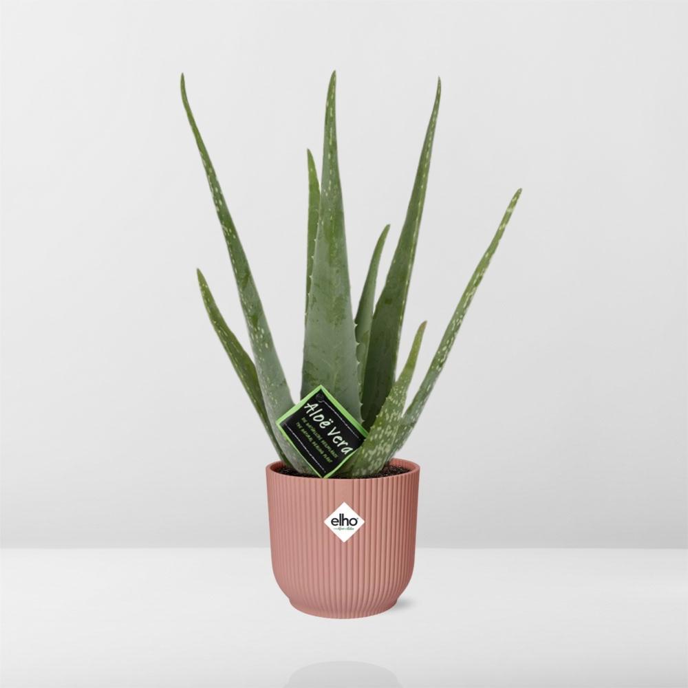 Aloe Vera 12cm in ELHO Vibes Fold 14cm Topf rosa