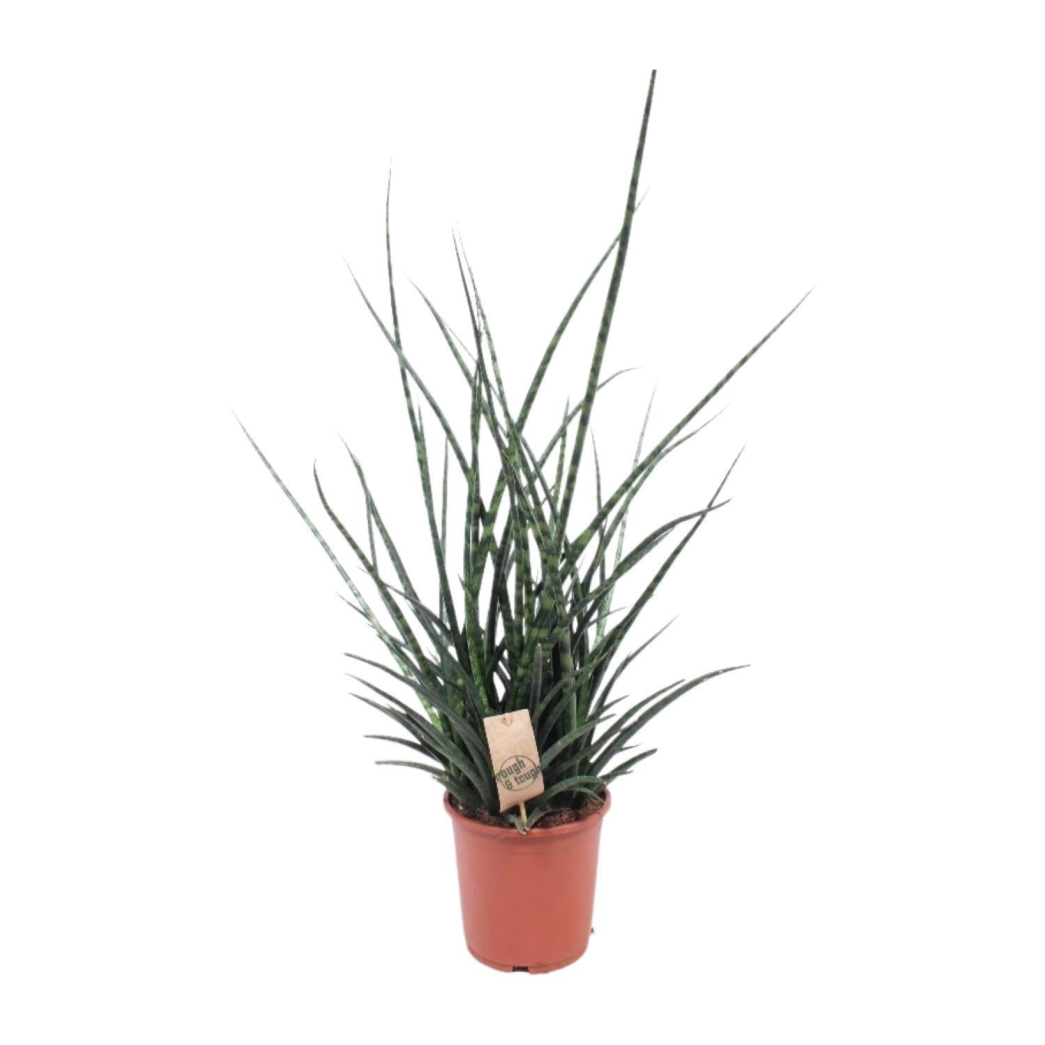 Schwiegermutterzunge - Sansevieria Fernwood Punk - Ø17cm - ↕65cm