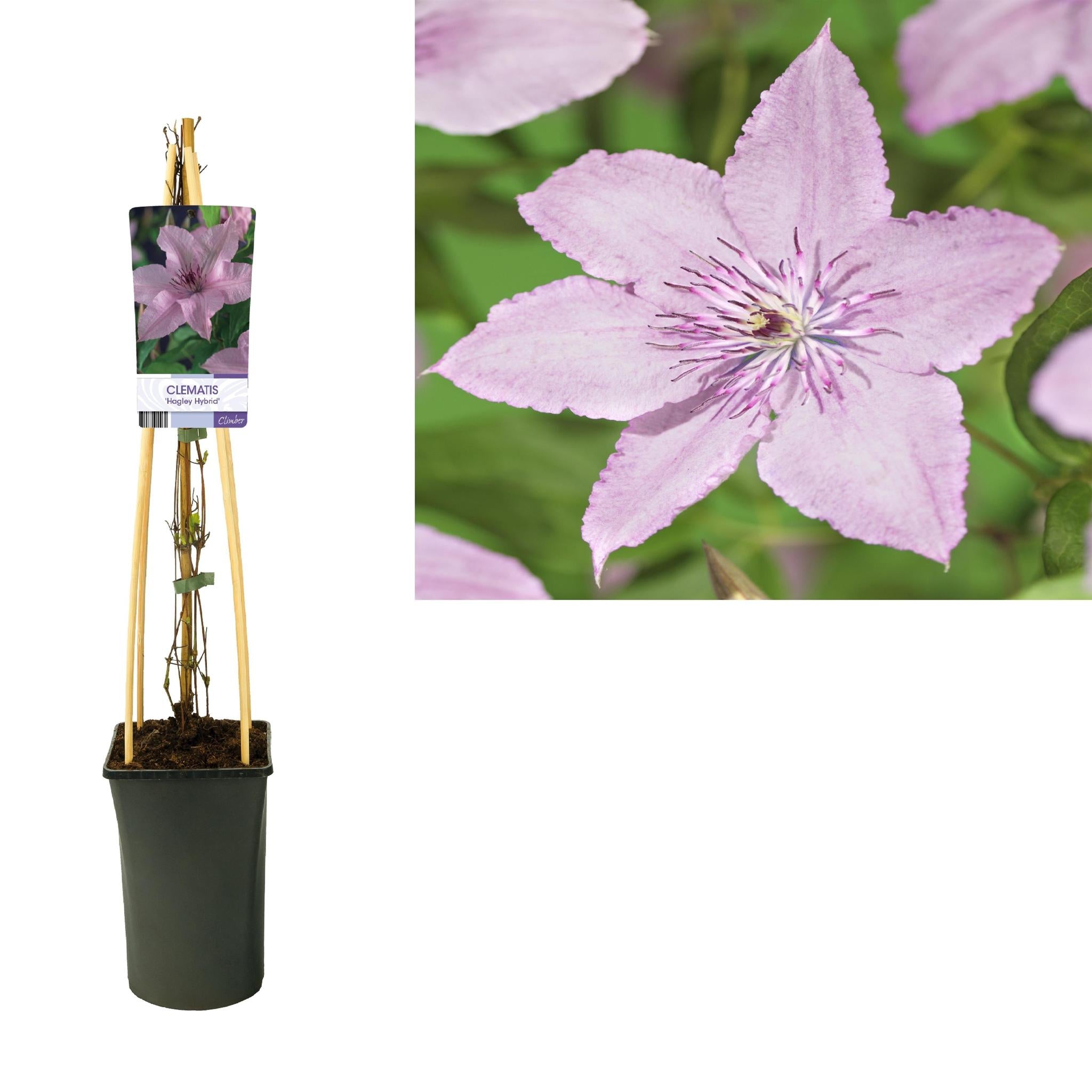 Clematis 'Hagley Hybrid' +lichtlabel