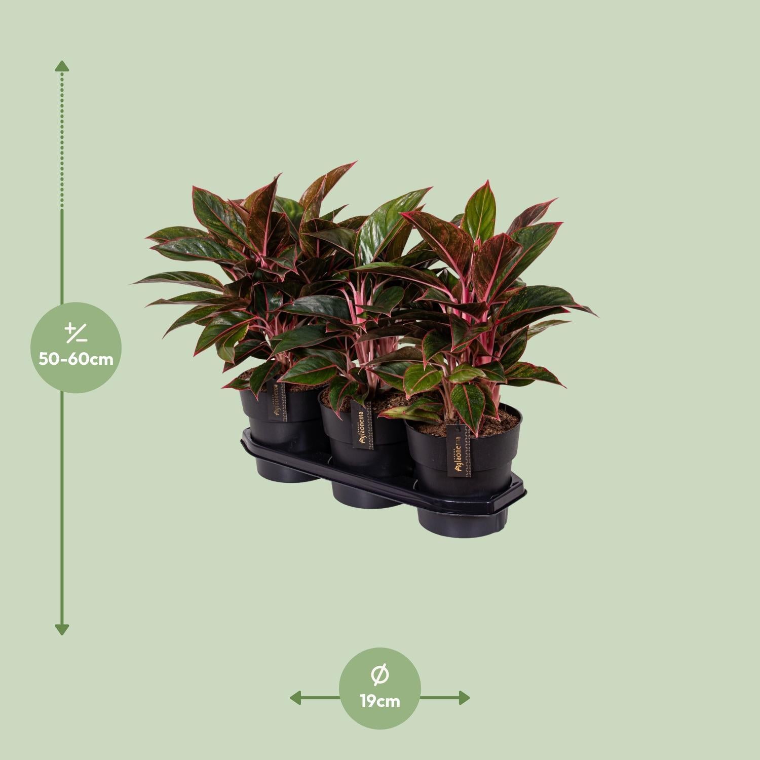 Aglaonema Kreta - Ø19cm - ↕55cm