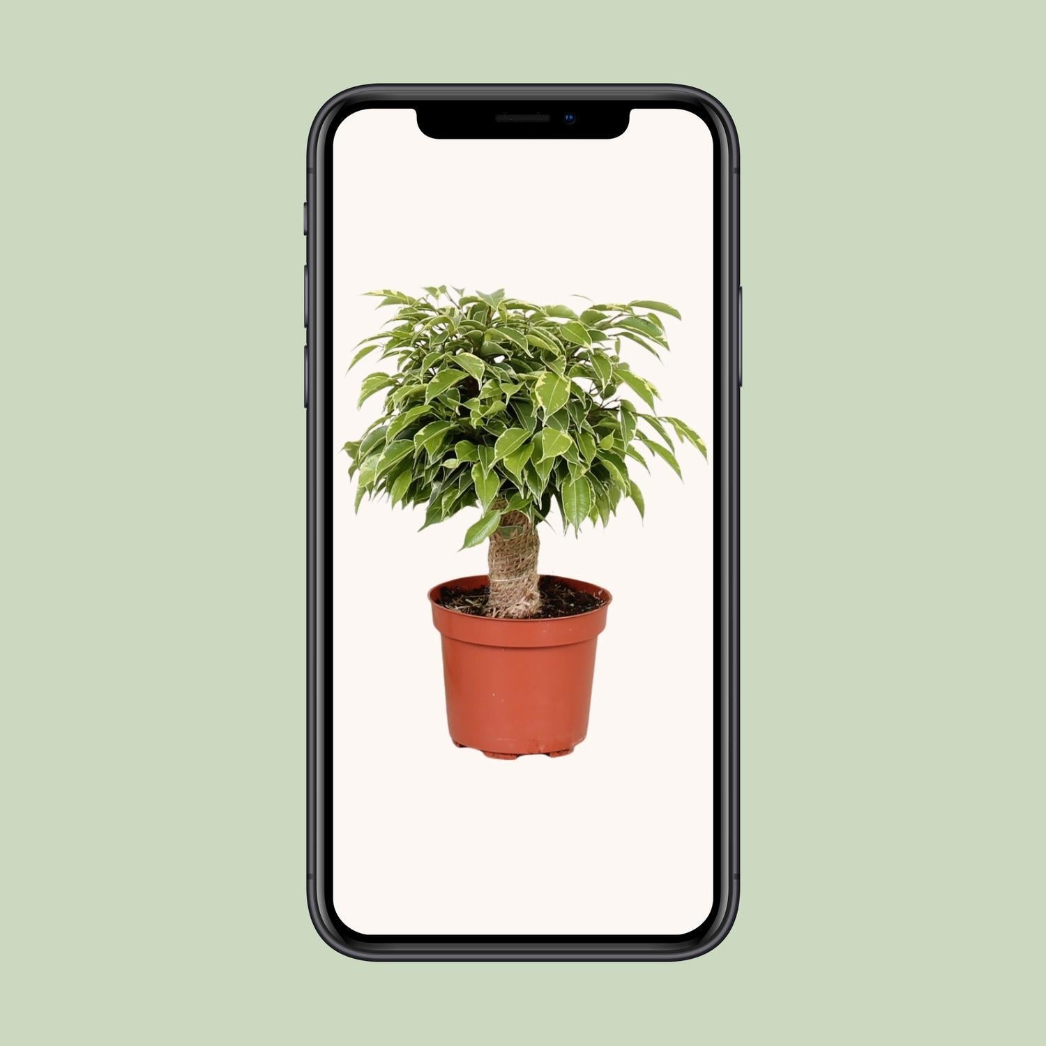 Birkenfeige - Ficus Benjamina Kinky - Ø12cm - ↕28cm