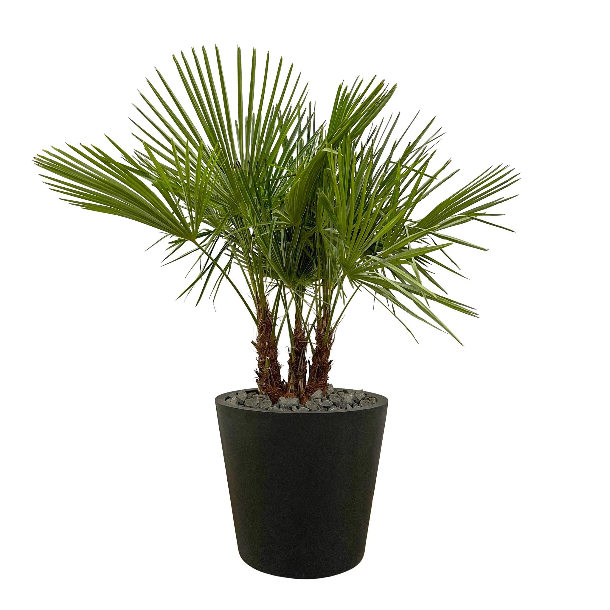 Trachycarpus meerstammig - 180cm - Ø45