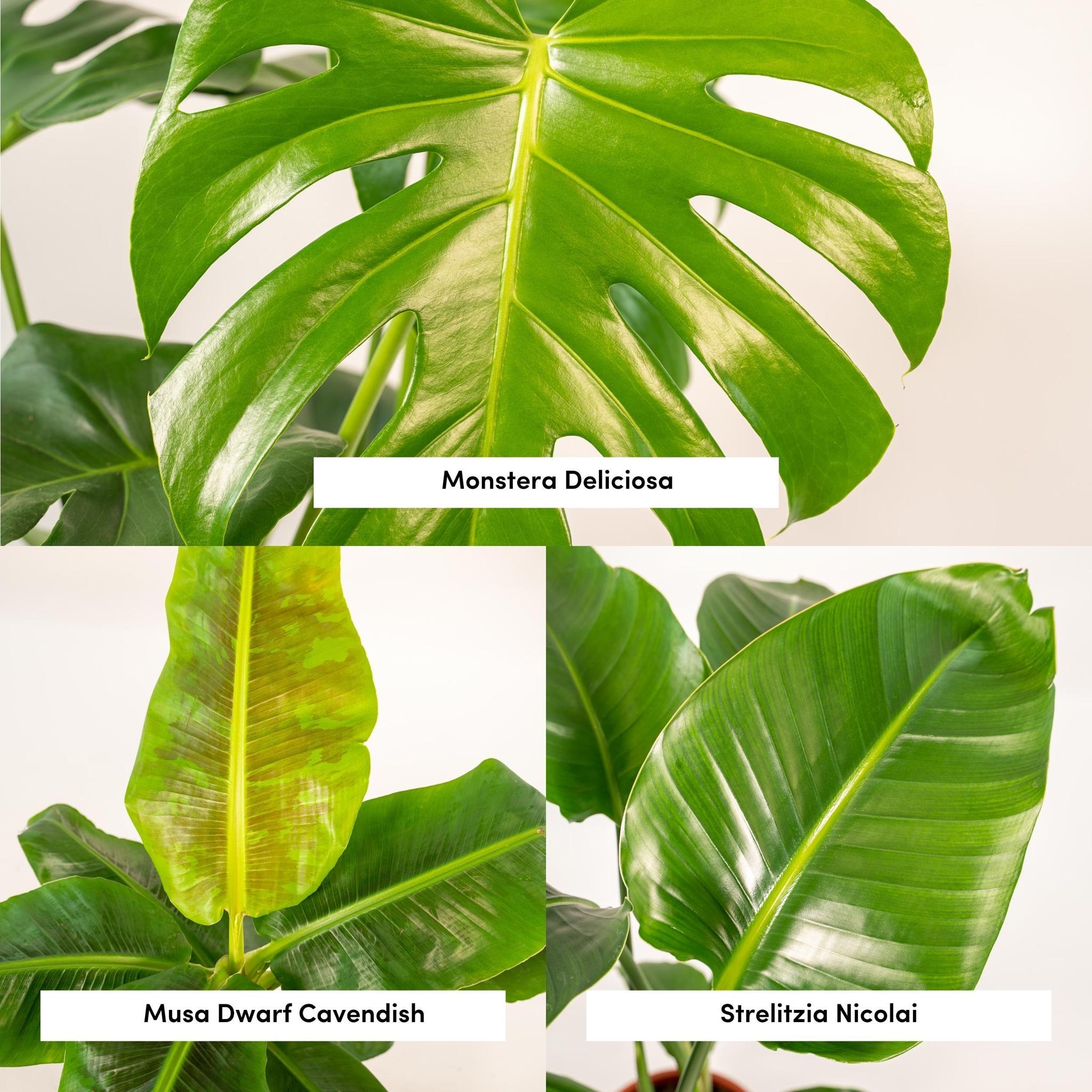 Monstera Deliciosa - Ø21cm - ↕75cm + Musa Dwerg Cavendish - Ø21cm - ↕85cm + Strelitzia Nicolai - Ø19cm - ↕85cm