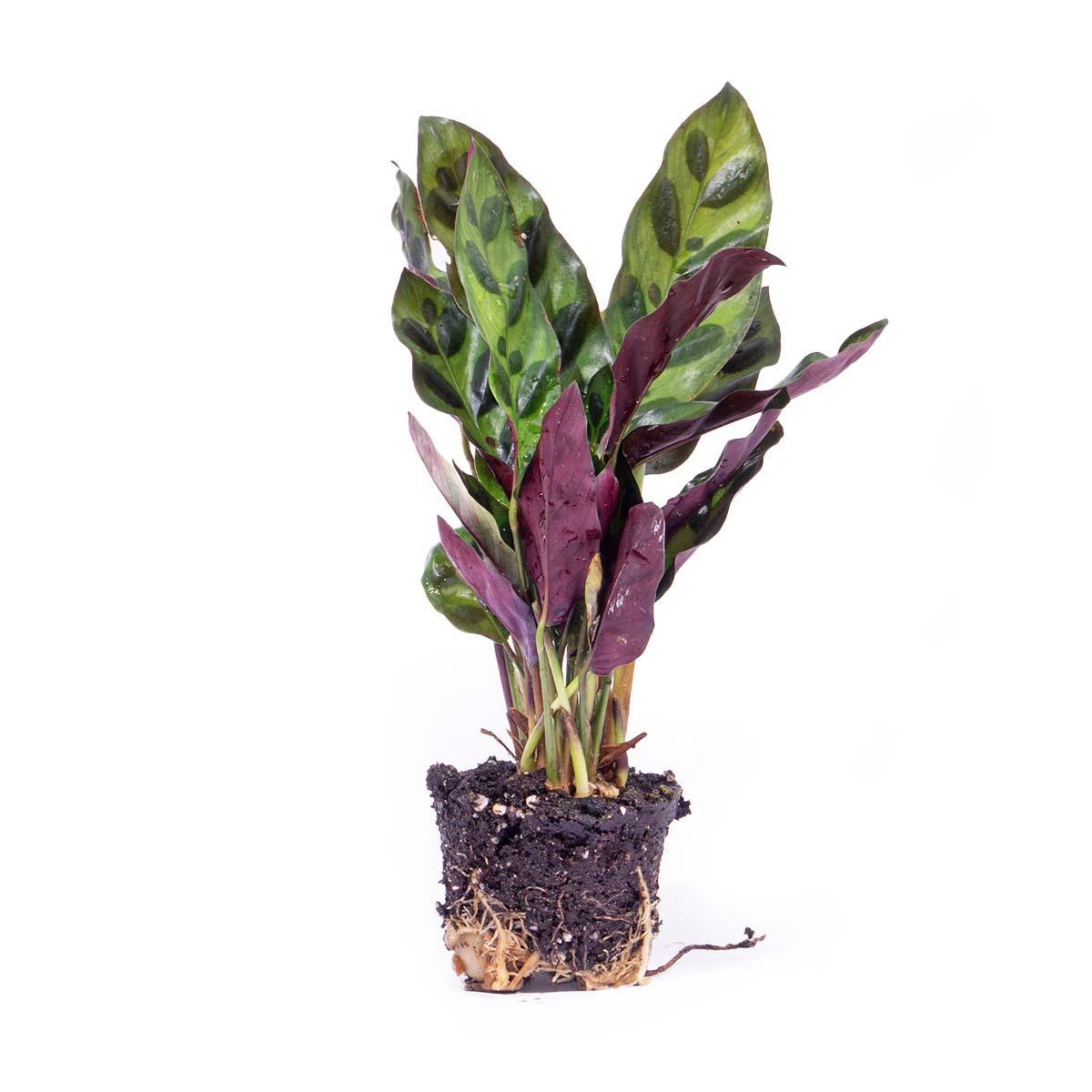 Klapperschlangenpflanze -  Calathea Lancifolia - Terrariumpflanze  - Topfgröße 6