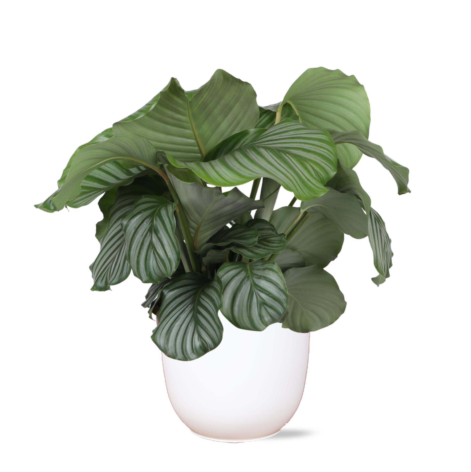 Gebetspflanze -  Calathea Orbifolia - Ø21cm - ↕70cm in Boule Topf weiß