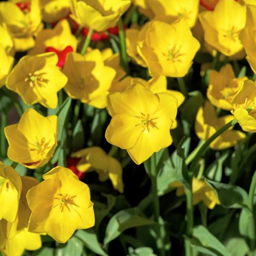 Tulpe Strong gold - Tulpenzwiebeln 20 Stück