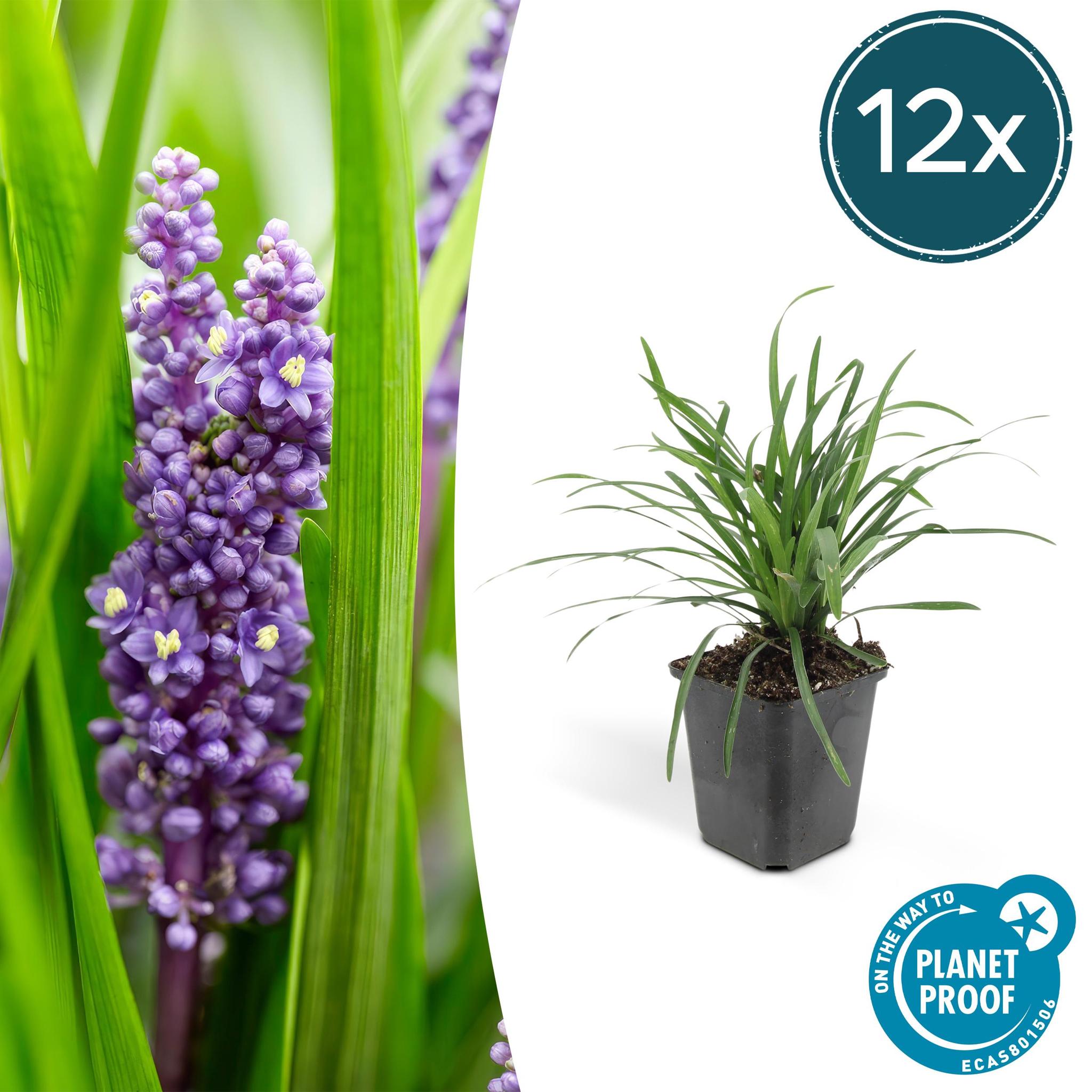 Liriope muscari 'Big Blue' - ↕10-25cm - Ø9cm - 12 Stück