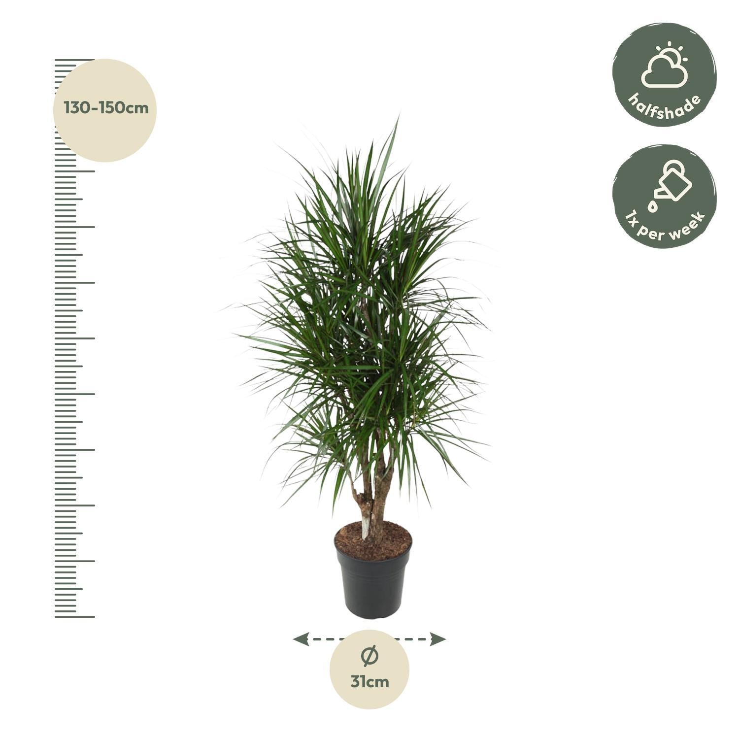 Drachenbaum Marginata - Dracaena Marginata verzweigt - 140 cm - ø31