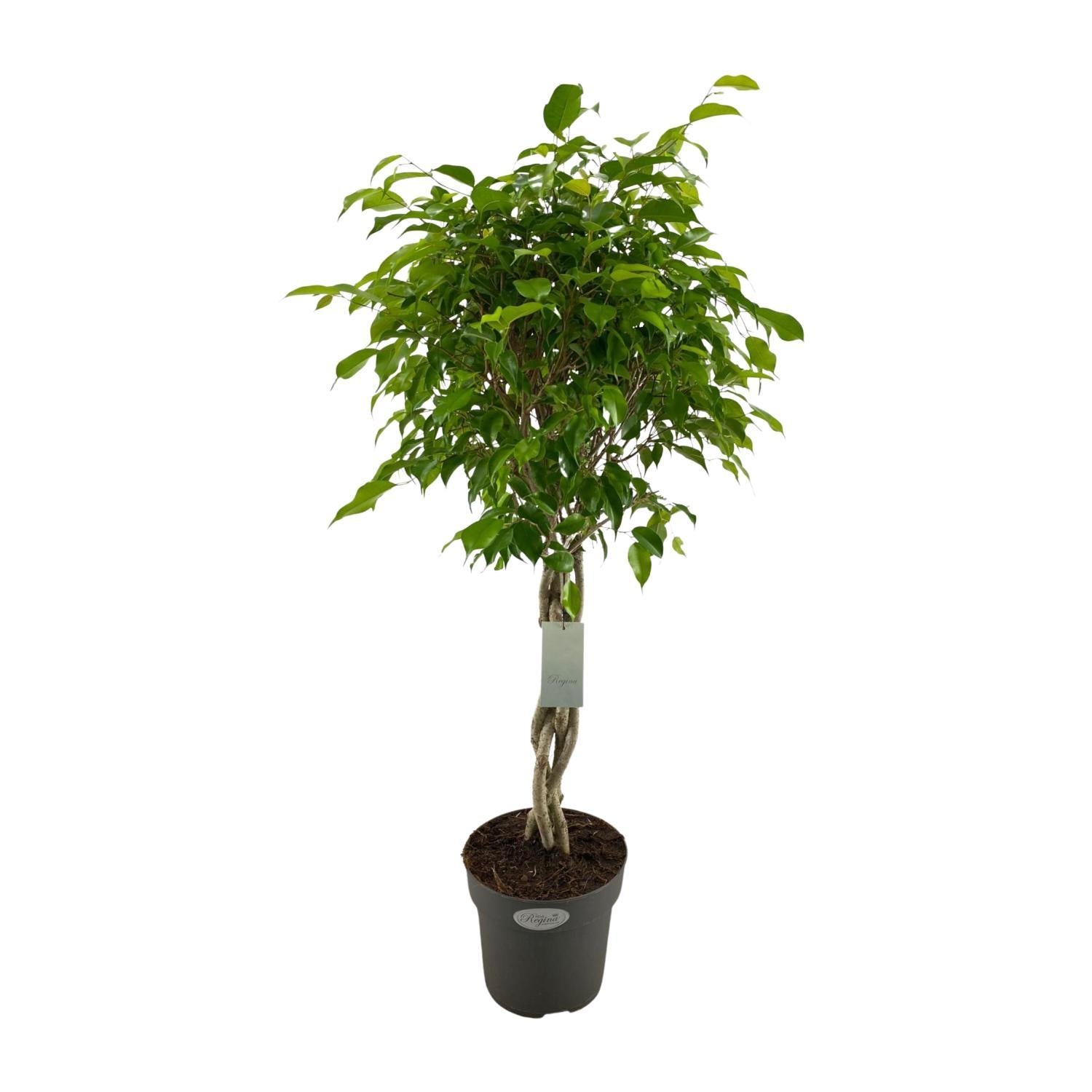 Birkenfeige - Ficus Benjamina Exotica - Ø24cm - ↕100cm