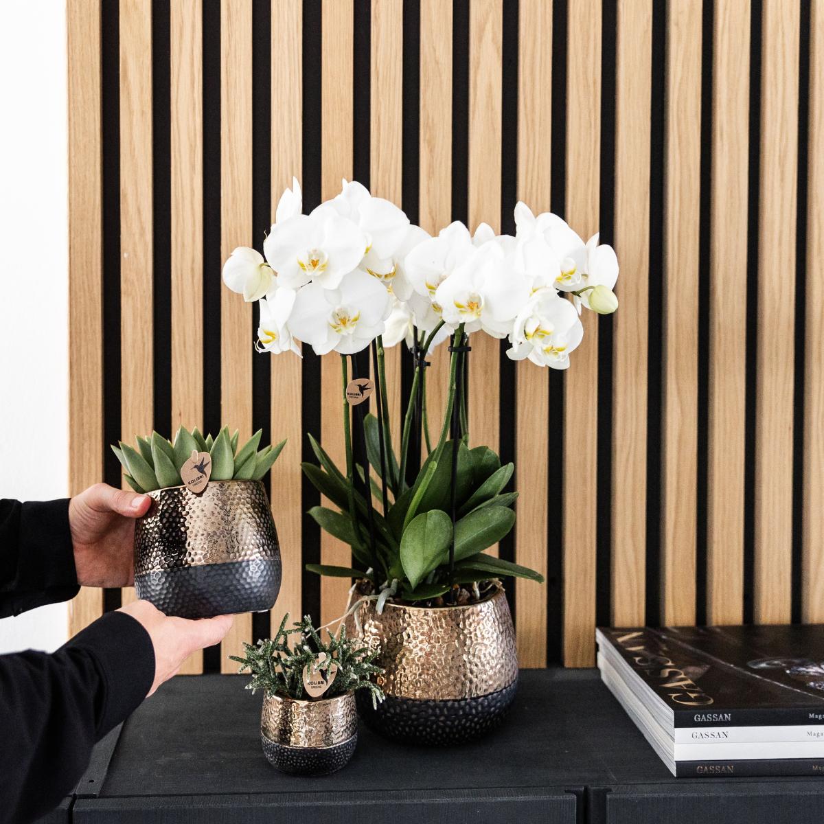 Kolibrie-orchideeën | COMBI-AANBIEDING van 4 witte orchideeën - Gent - potmaat Ø12cm | bloeiende kamerplant - vers van de veredelaar