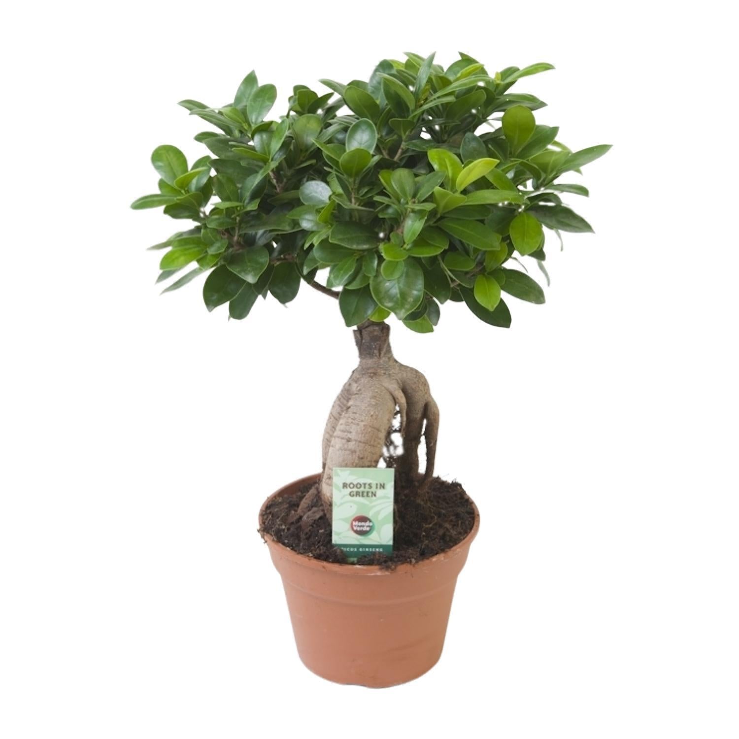 Ficus microcarpa Ginseng - Ø17cm - ↕40cm