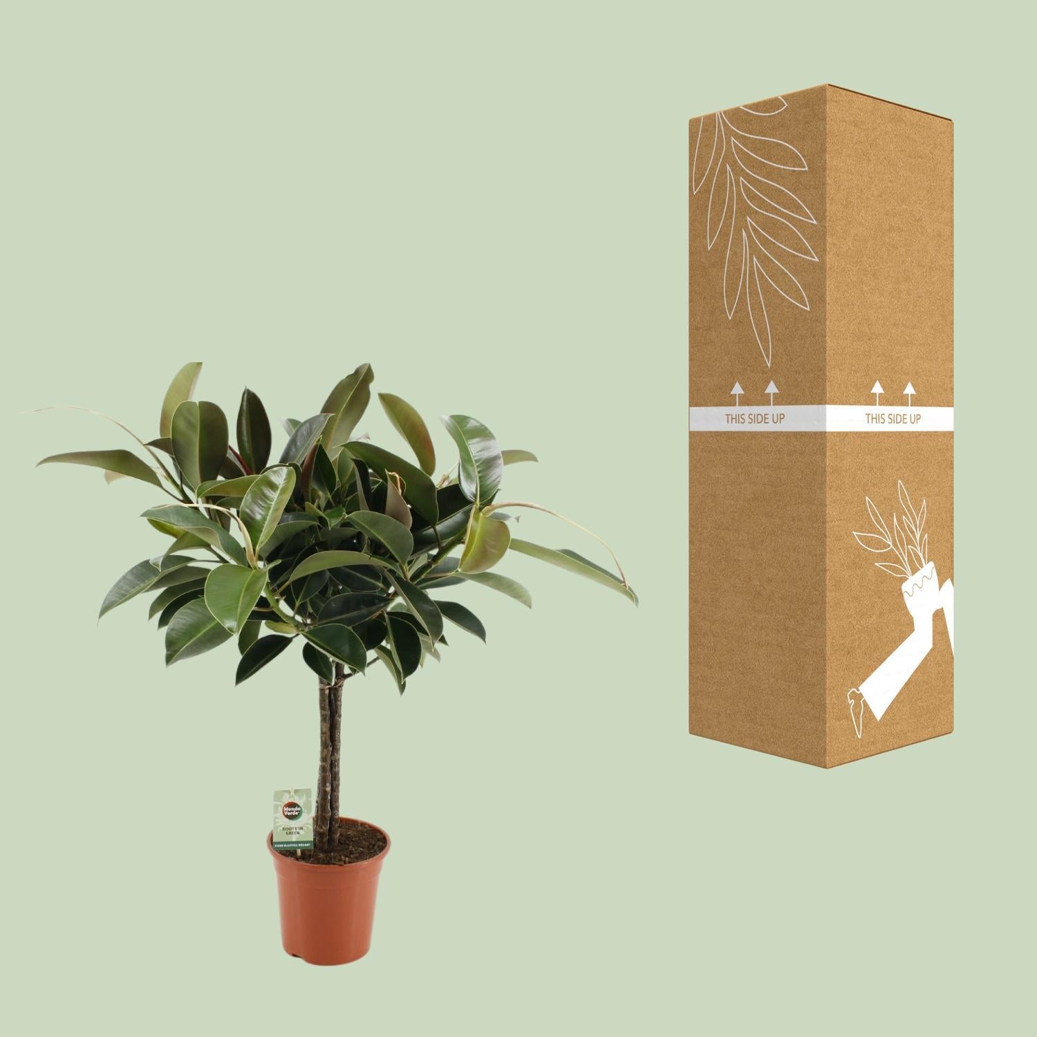 Gummibaum Ficus Elastica Melany - Ø21cm - ↕95cm