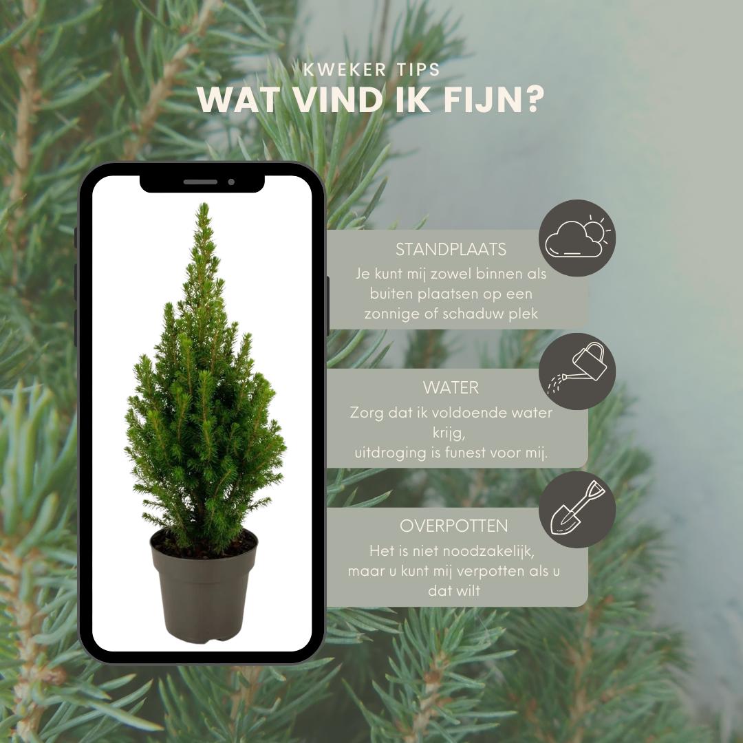 Weiße Fichte - 2x Picea glauca Perfecta - 15 cm Ø - 40 cm ↨