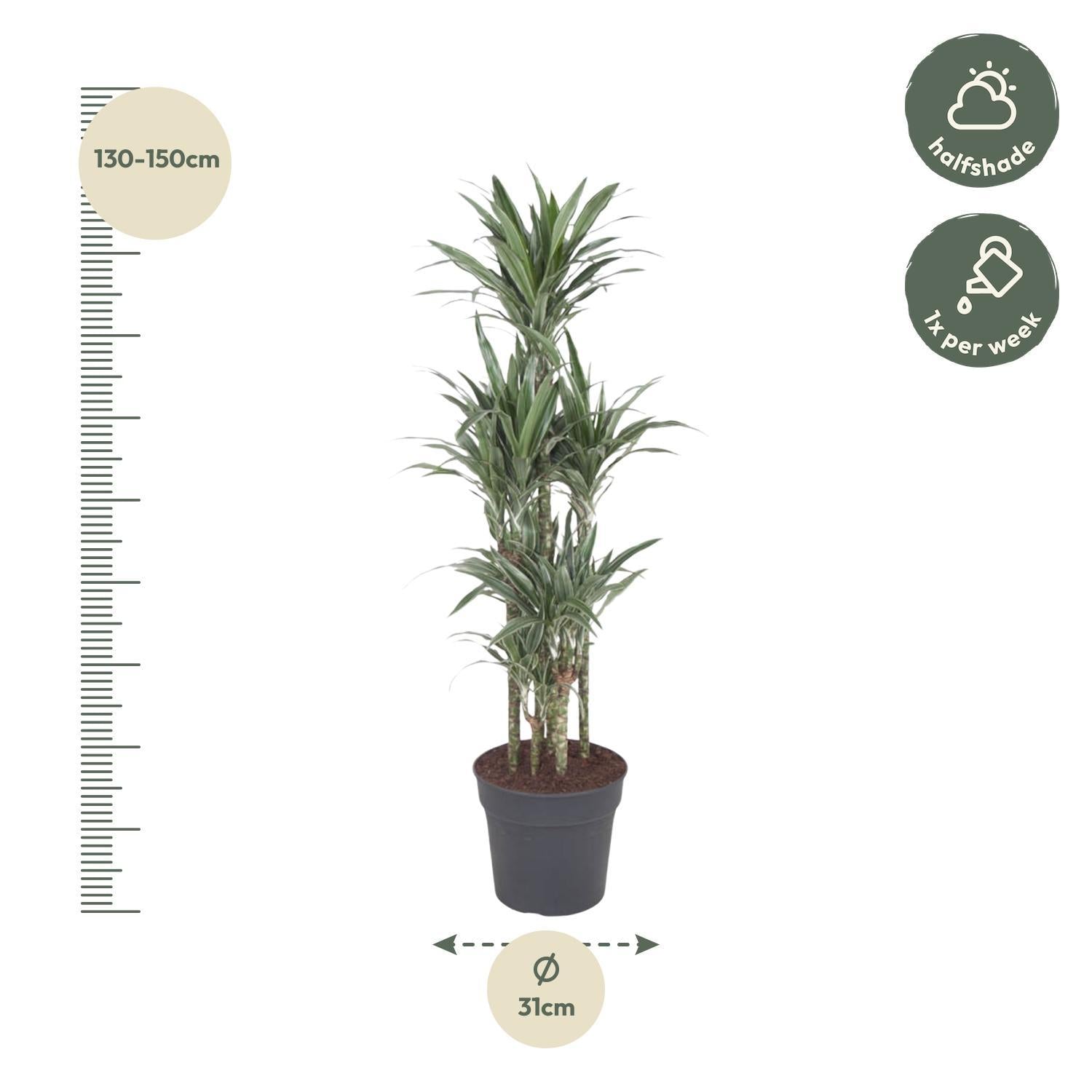 Drachenbaum Warneckei - Dracaena Warneckei Carrousel - 140 cm - ø31