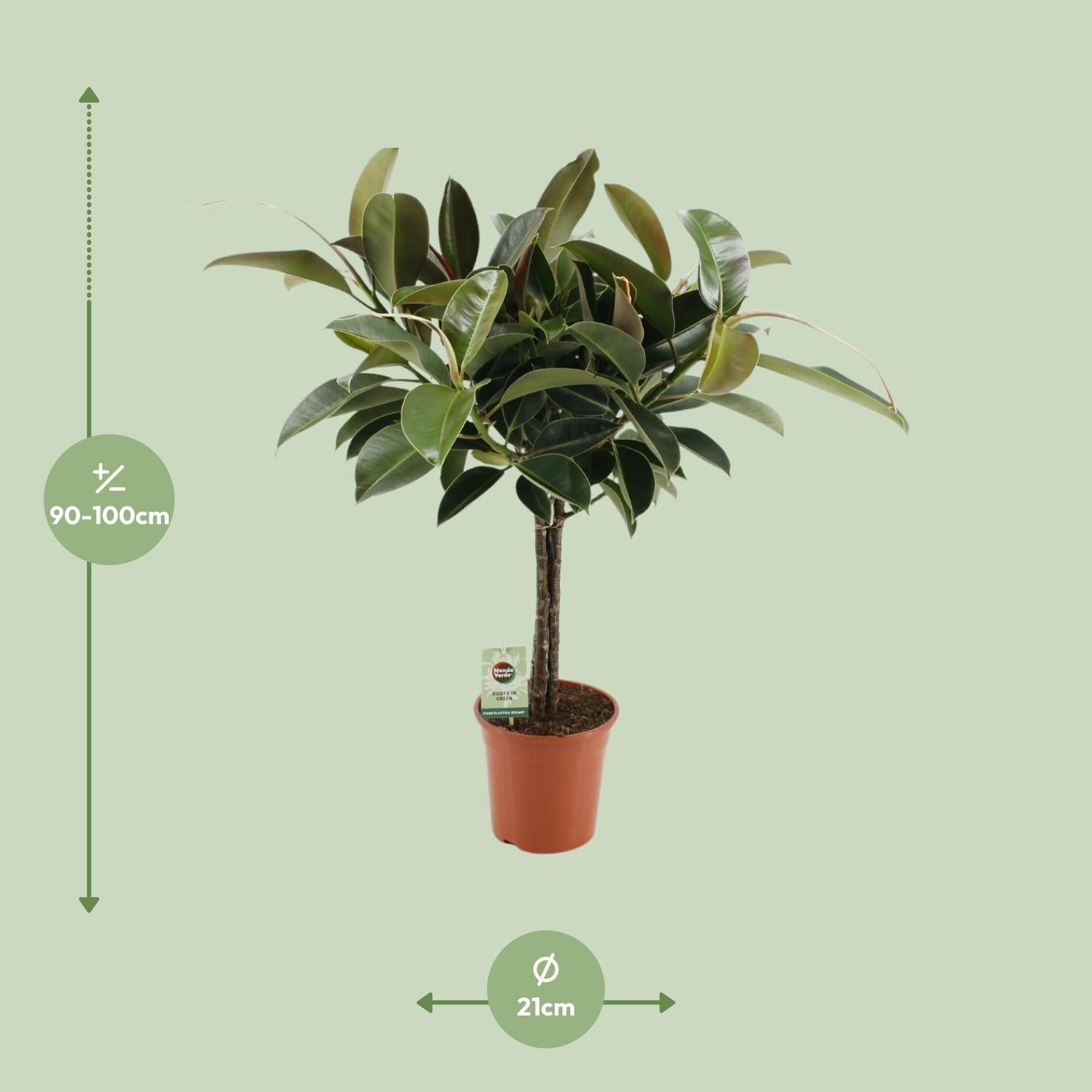 Gummibaum Ficus Elastica Melany - Ø21cm - ↕95cm