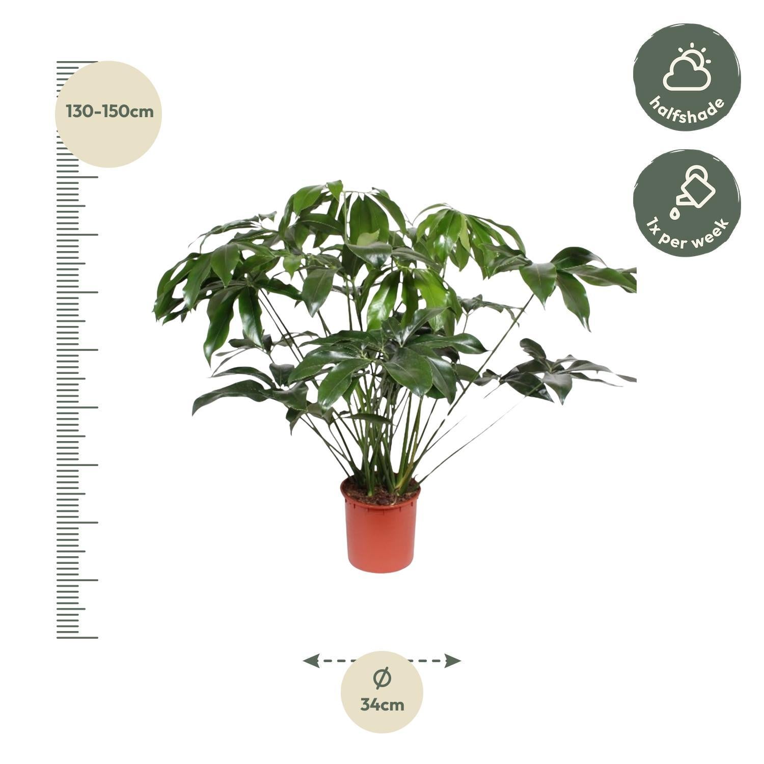 Philodendron Green Wonder - 140 cm - ø34