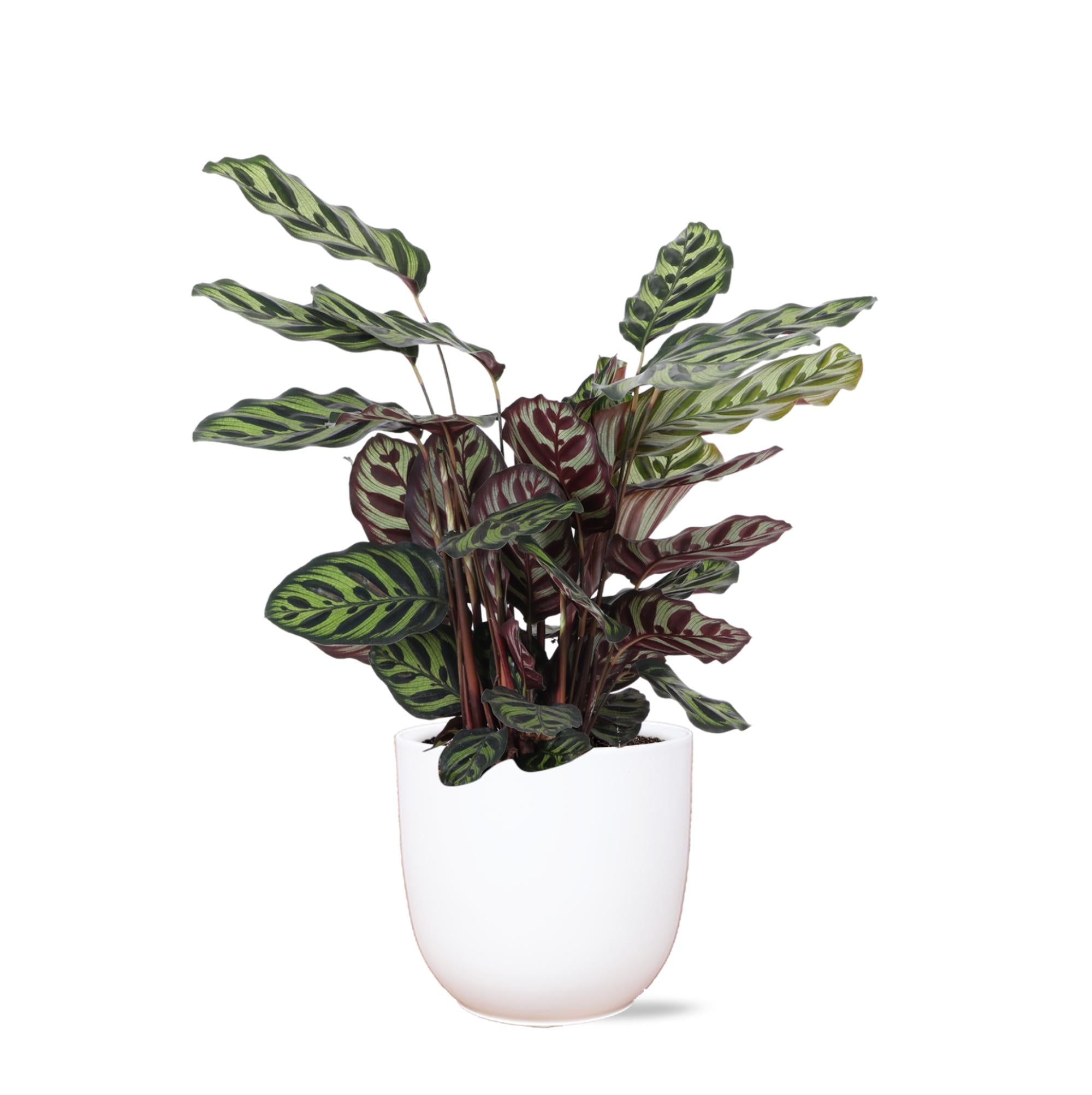 Pfauenpflanze - Calathea Makoyana - Ø21cm - ↕70cm in Boule Topf weiß