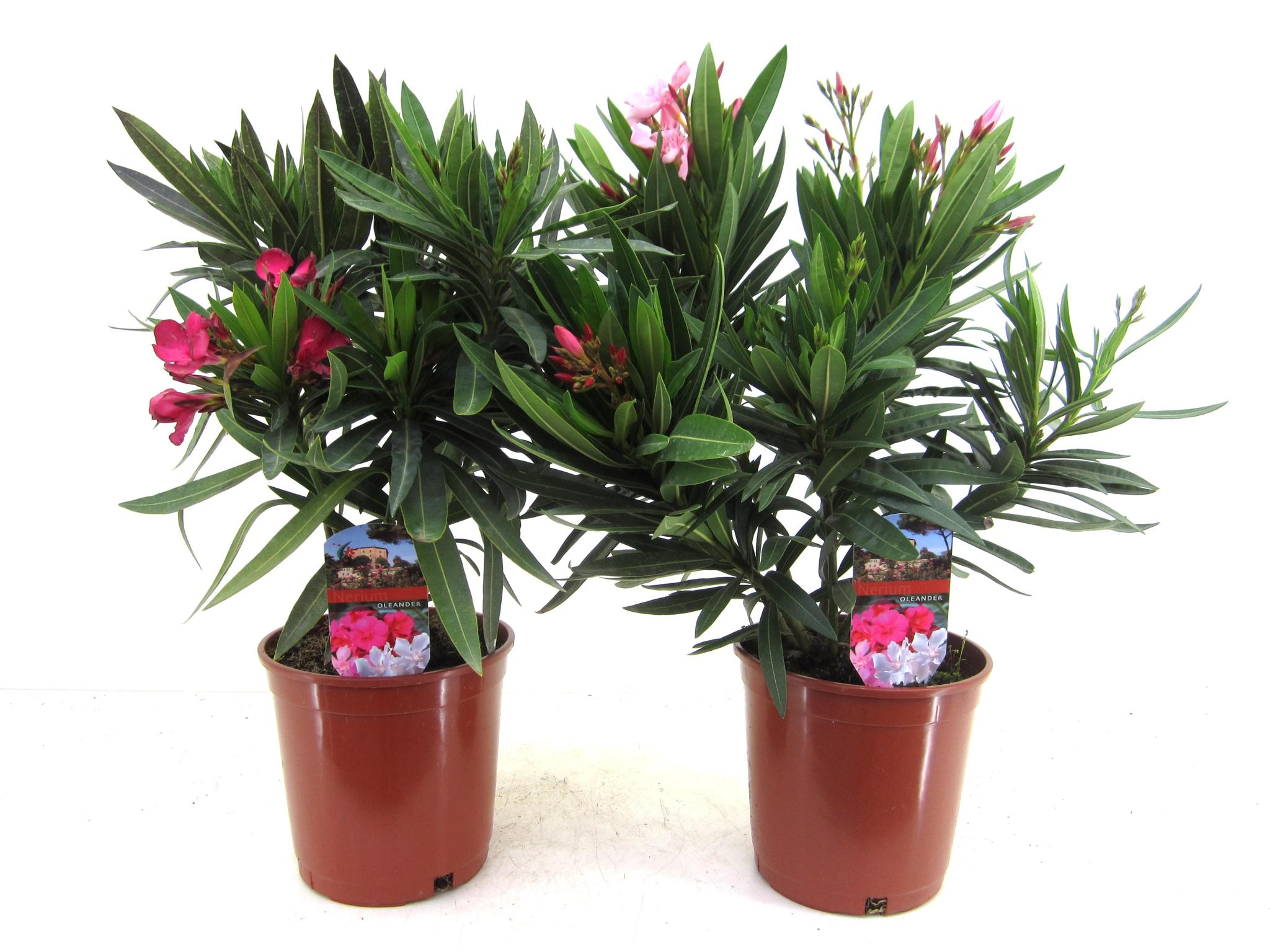 Oleander - Nerium Oleander Strauch Mix - rote und rosa Blüten - Ø17cm - ↕50cm   2 Stück