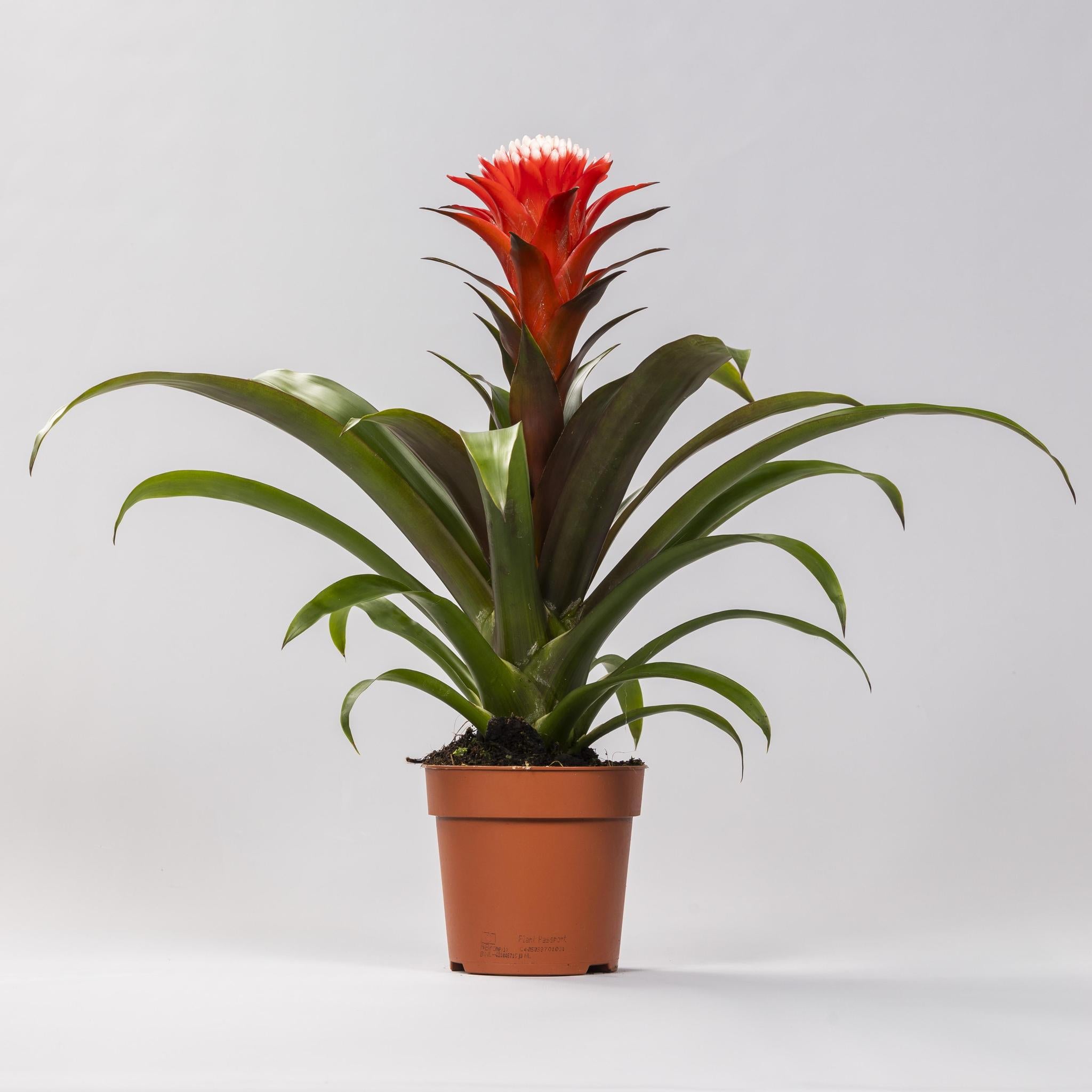 Guzmania Hoop - Ø12 ↕40