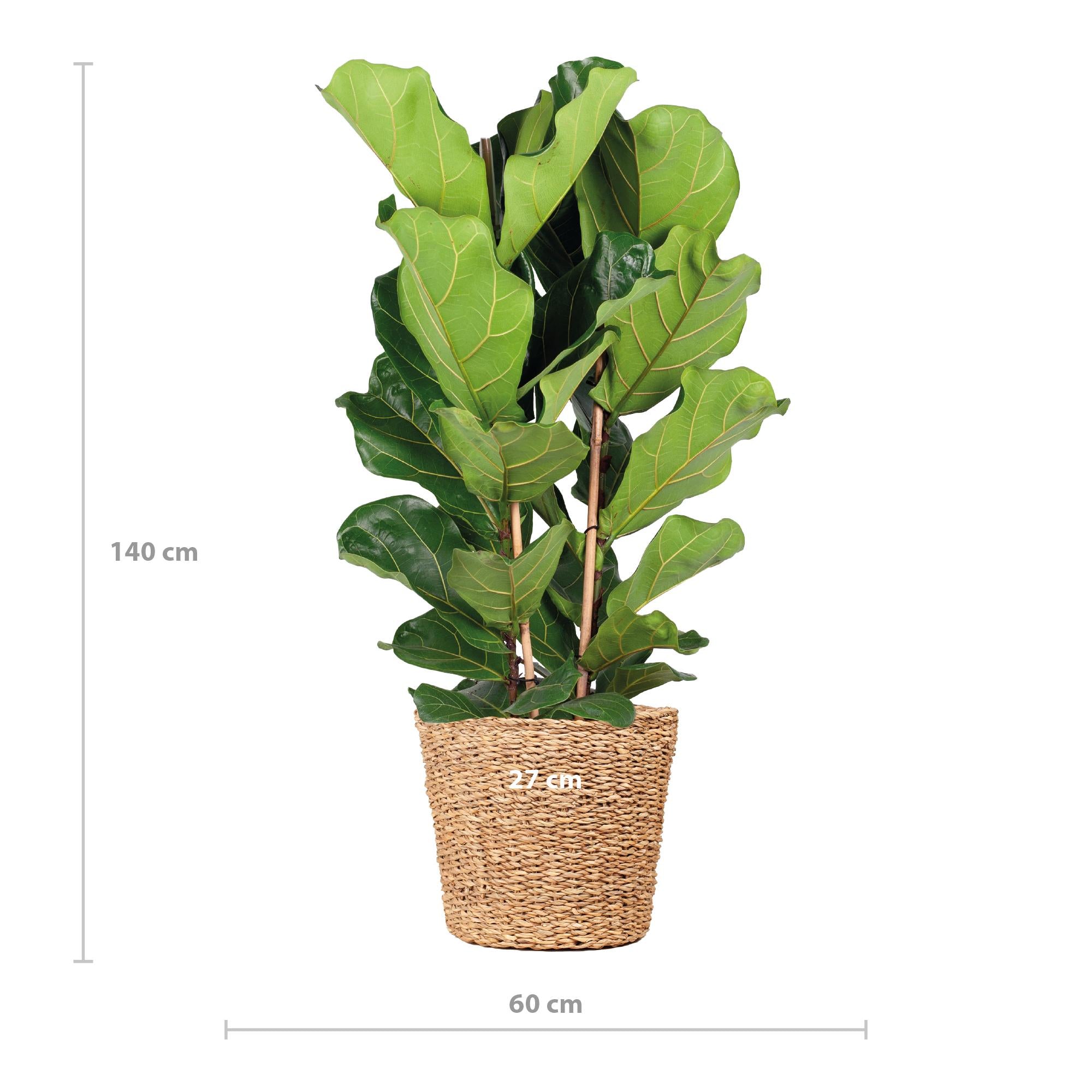 Geigenfeige - Ficus Lyrata XL mit Korb Torun - 140cm - Ø27