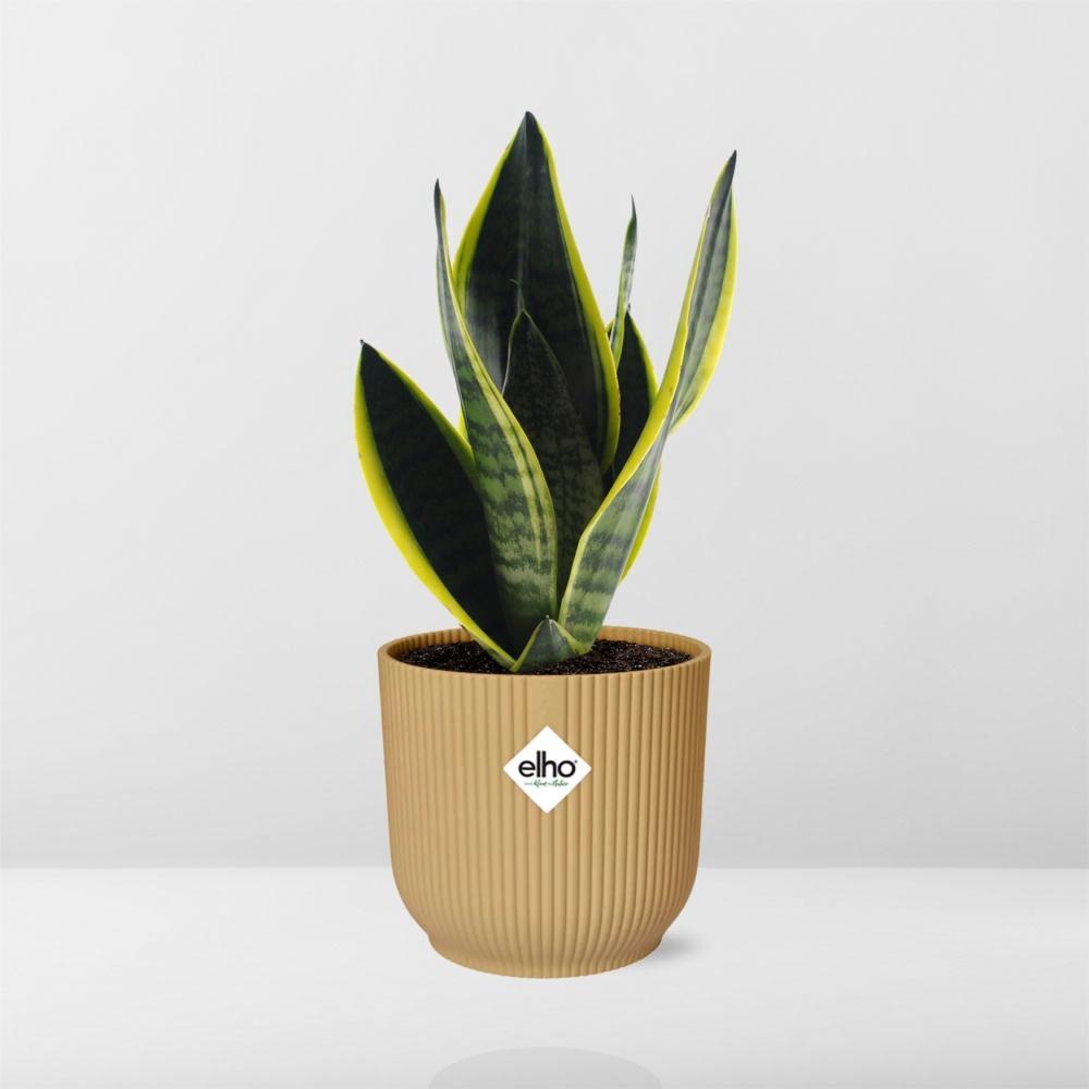 Sansevieria Futura Superba in ELHO Vibes Fold 14cm geel Topf gelb