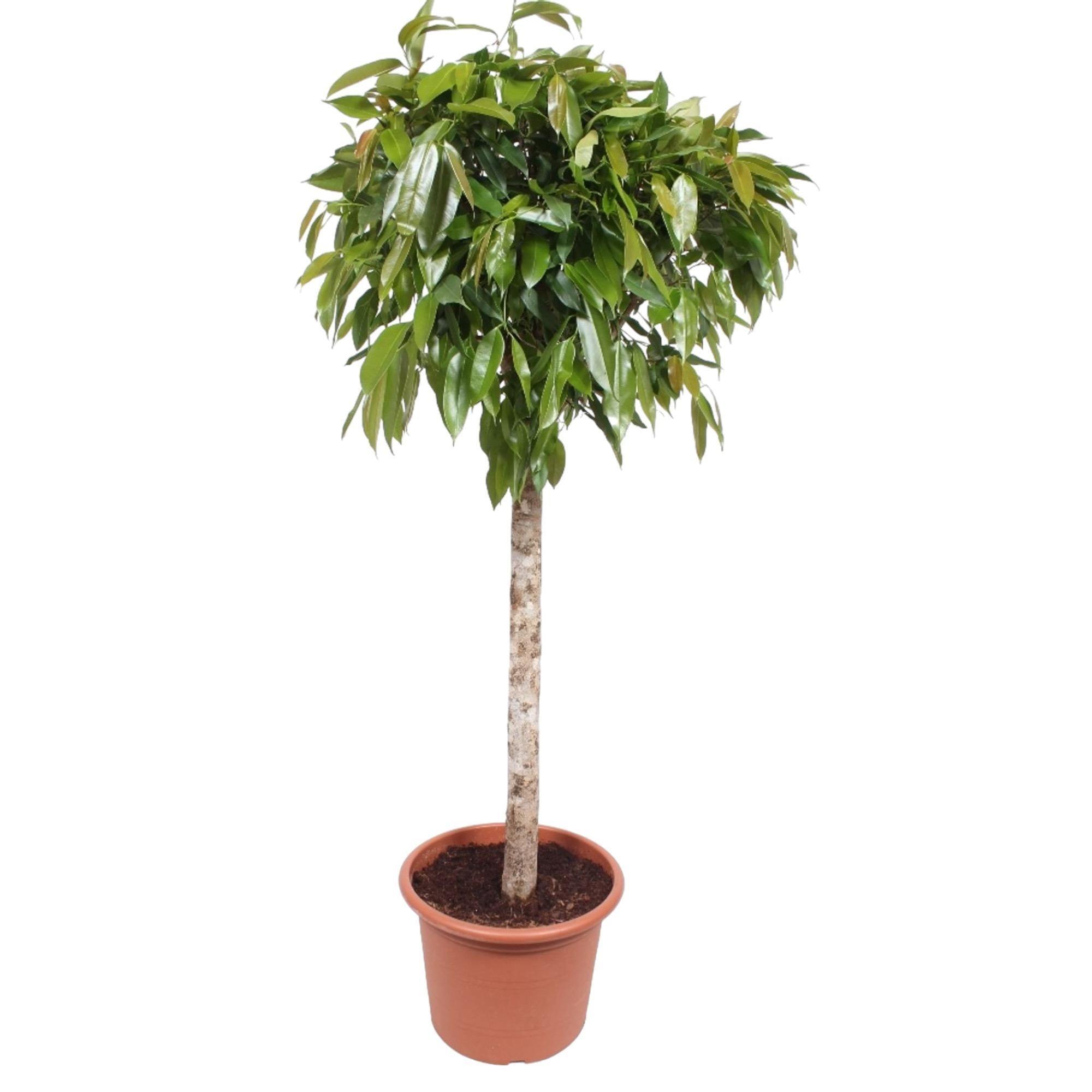 Gummibaum -  Ficus Amstel King - 180 cm - ø40