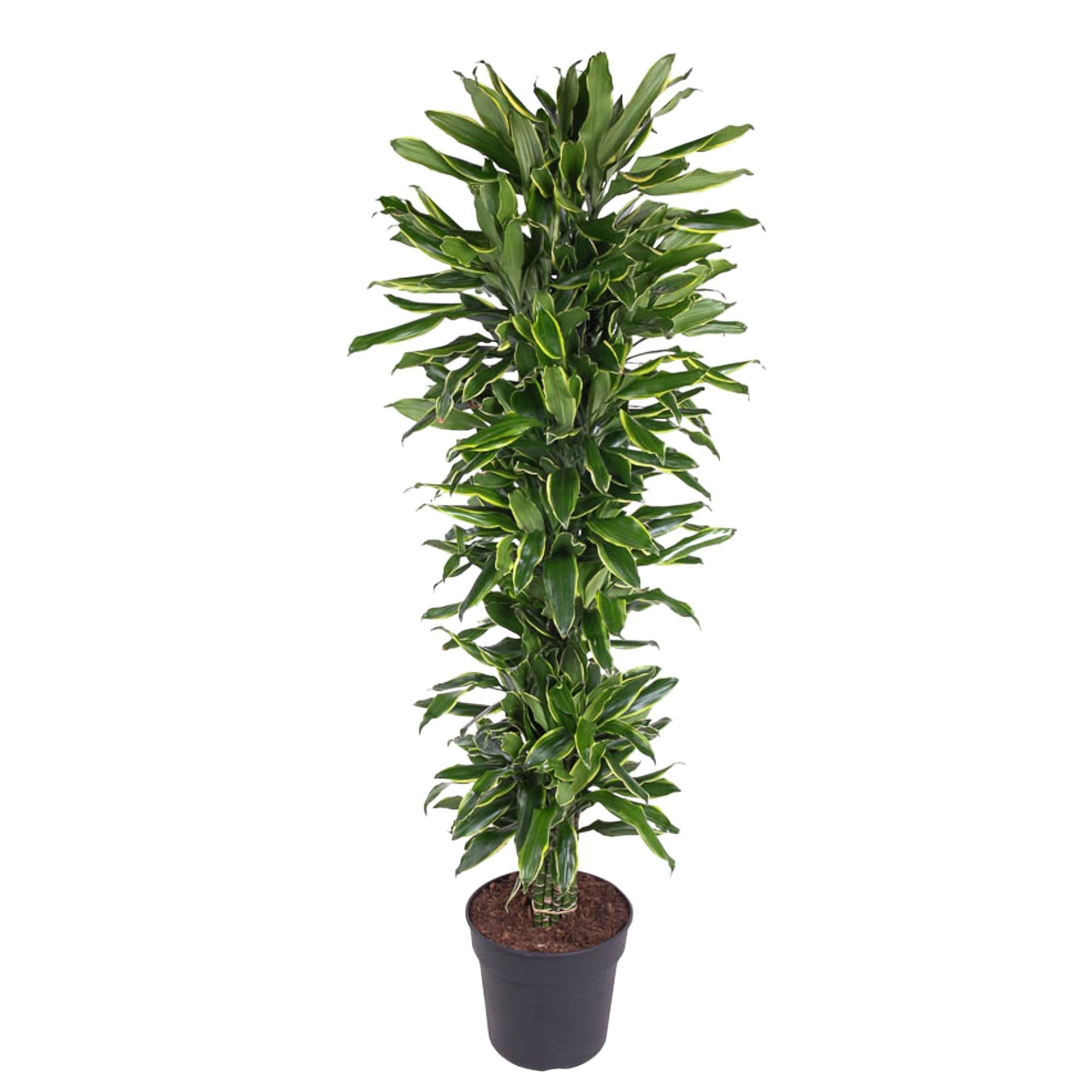 Drachenbaum Golden Coast - Dracaena Golden Coast verzweigt - 170 cm - ø34