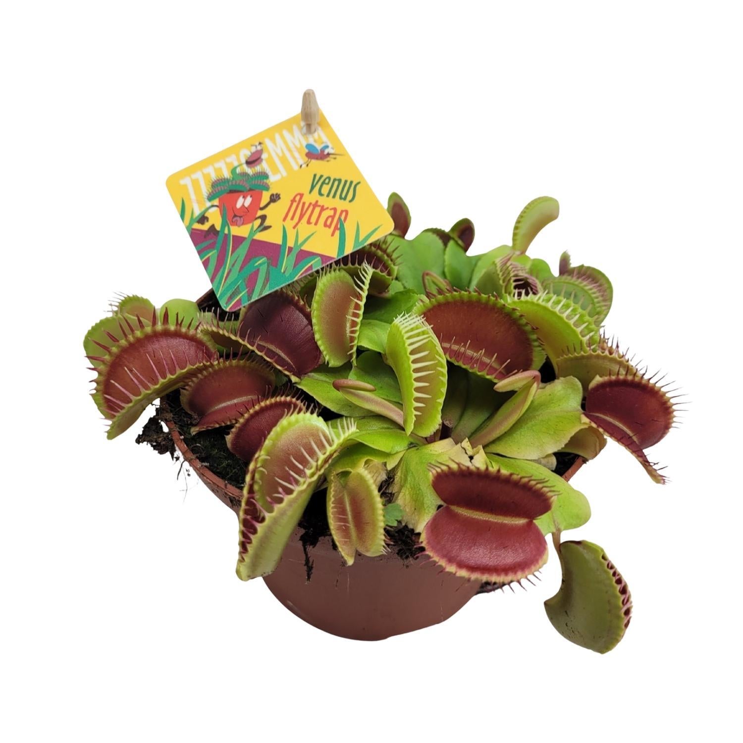 Venusfliegenfalle - Dionaea Muscipula - Ø12cm - ↕12cm