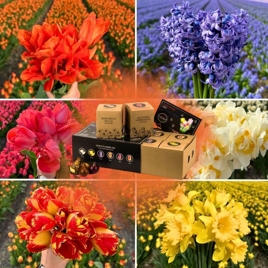 Frühlingsblumenzwiebeln Mix - Tulpen, Hyazinthe,Narzissen und Osterglocken - Dutch Flower Mix - Luxusbox groß, 75 Blumenzwiebeln für 2 qm Blumenpracht - Größe 12+