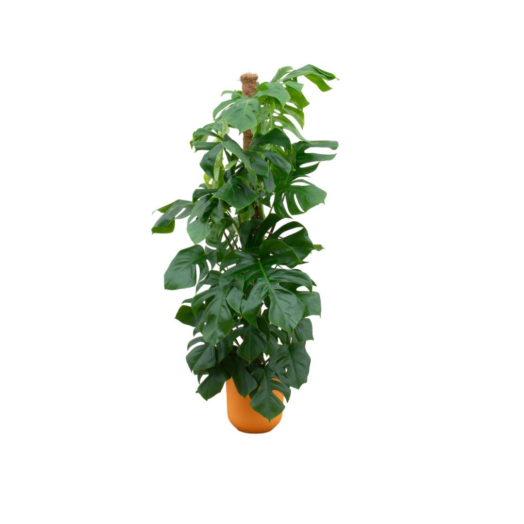 Monstera Pertusum XL mit elho Jazz Rund Topf orange Ø26 - 150 cm