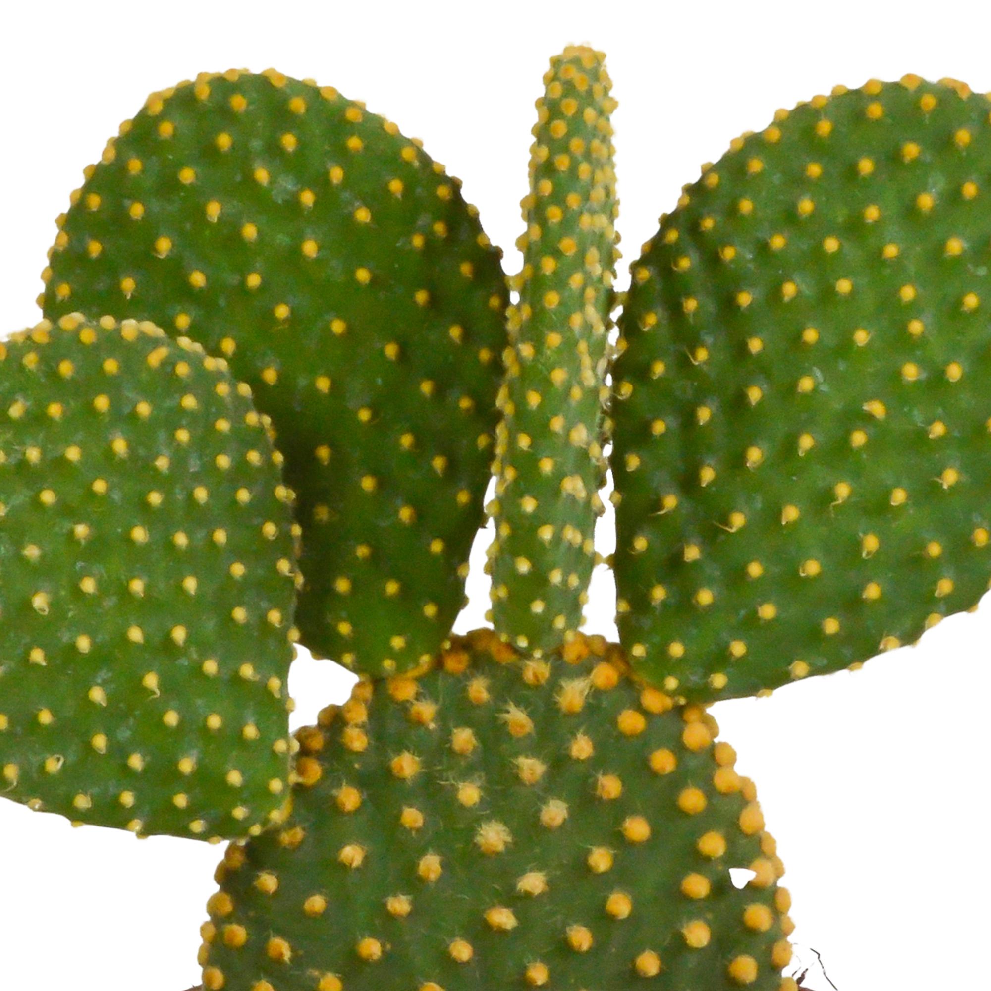 Engelsohren - Opuntia Microdasys - 12cm